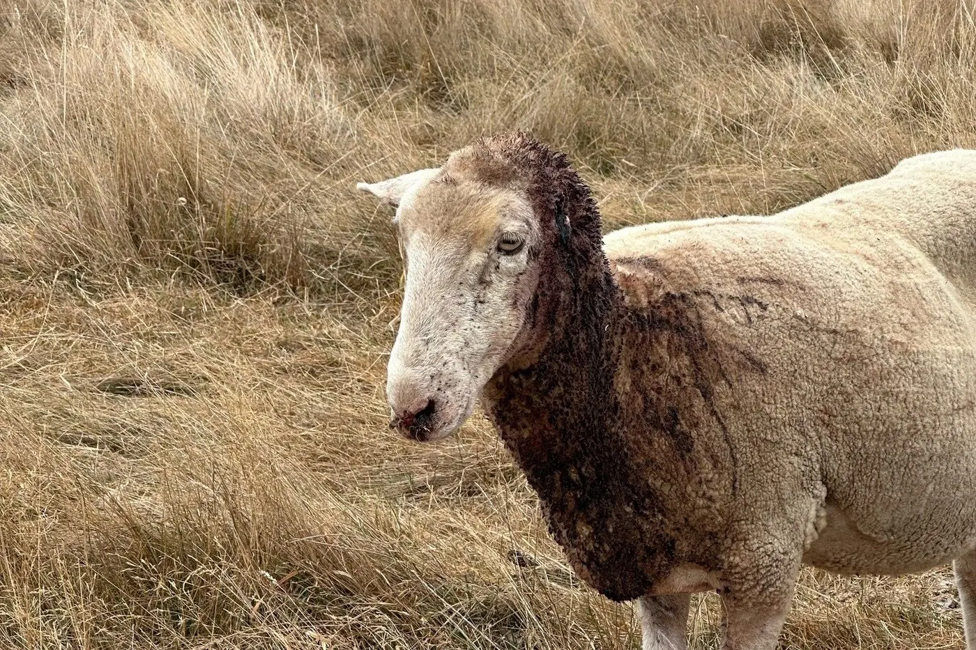 THE AFTERMATH: Many of the sheep had significant head and neck injuries.
