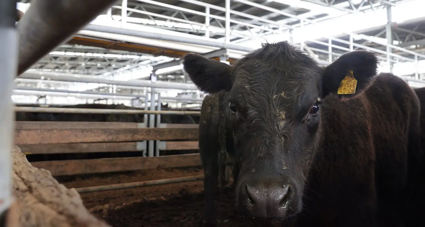 Grants available to prepare for ag show season