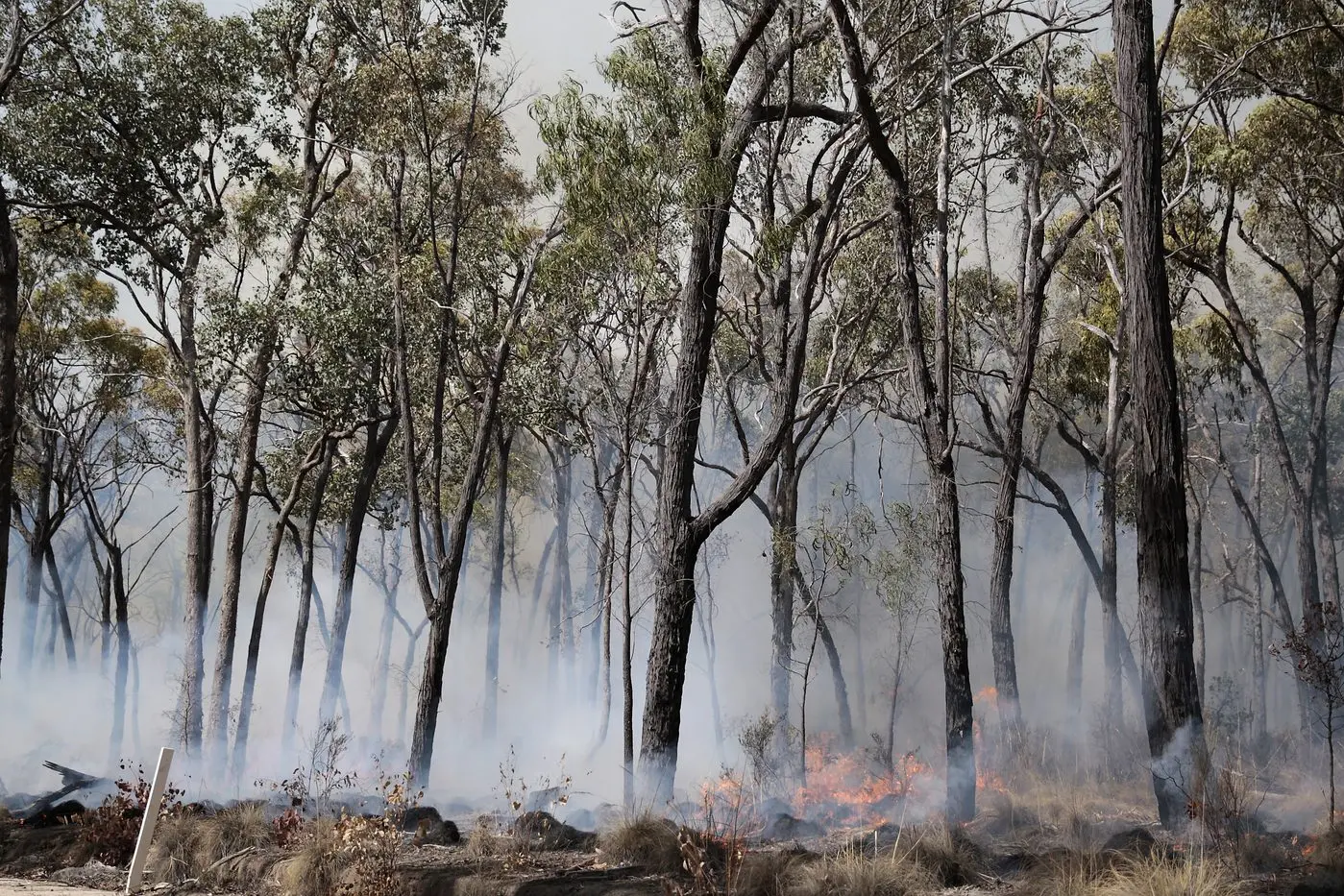 HOT TOPIC: Review your bushfire plans now for the whole family, including pets and livestock.