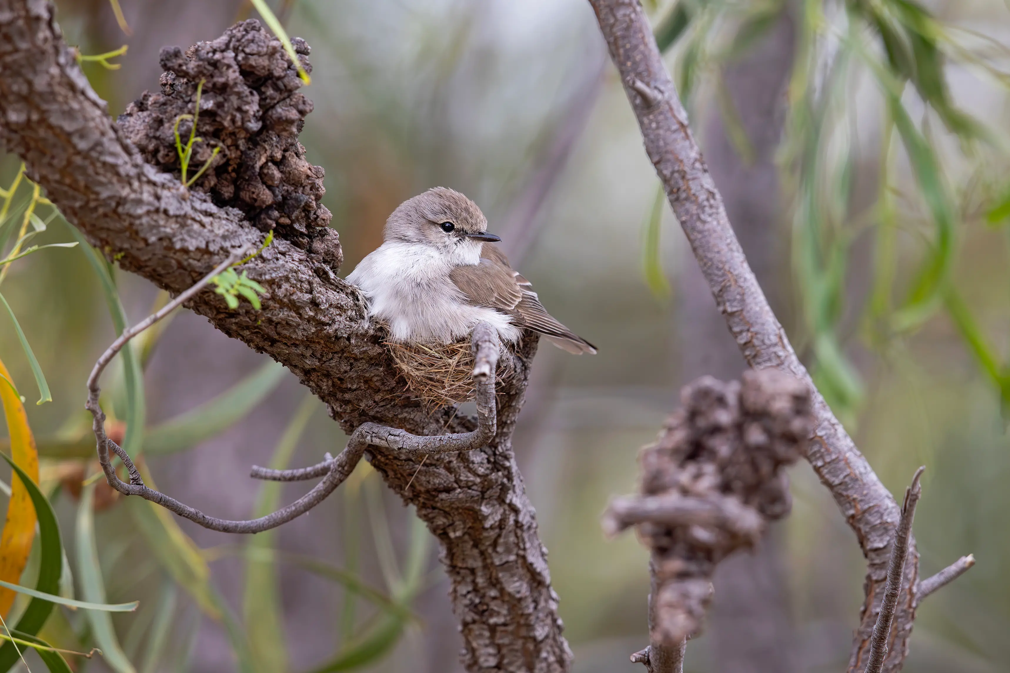 Spring is in full swing for the Jacky Winter