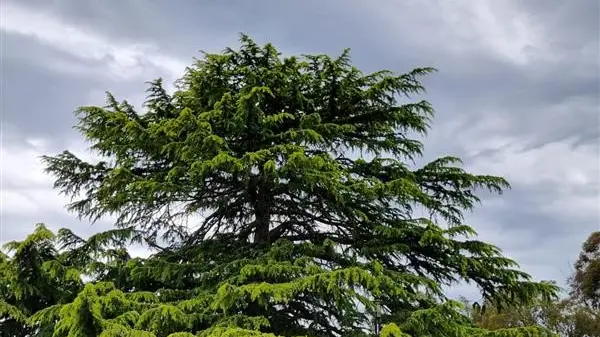 Seniors Festival garden tour draws great interest