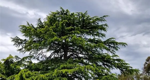 Seniors Festival garden tour draws great interest