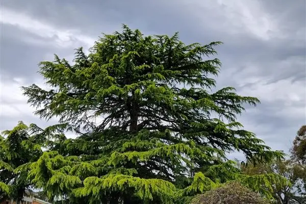 <p>FASCINATED: A cohort of locals had the chance to visit Beechworth Health Service and be led by its horticulturist Kel Clark on a tour around the gardens as part of this month\\u2019s Seniors\\u2019 Festival. PHOTO: Penny Smith</p>\\n