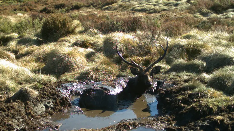 Why is Victoria continuing to protect feral deer?