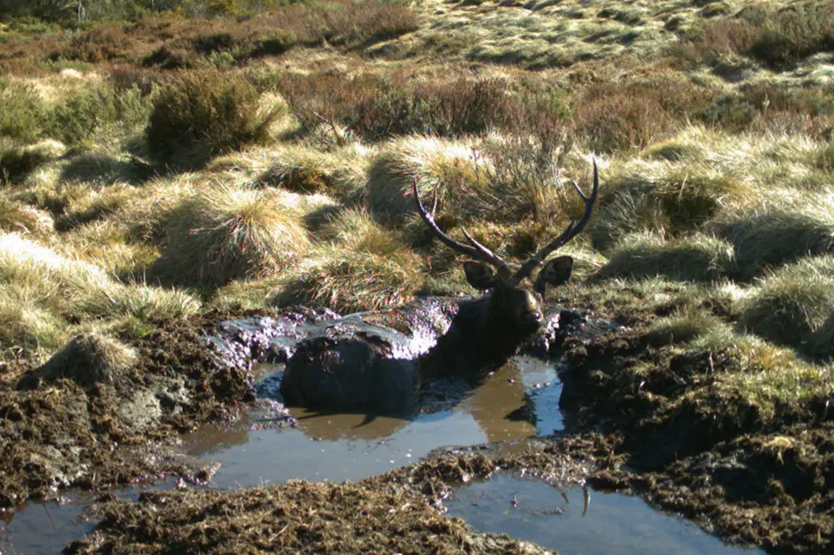 <p>FERAL OR NOT?: A sambar deer wallowing in endangered alpine peatland in Alpine National Park. </p>\\n
