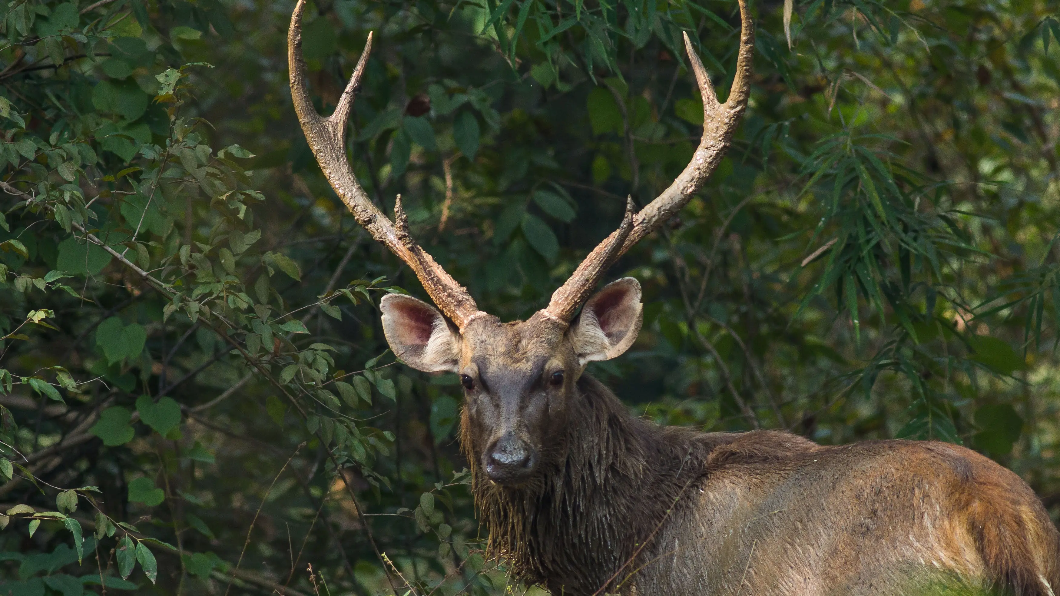 $1m boost for deer hunting, to help cull numbers