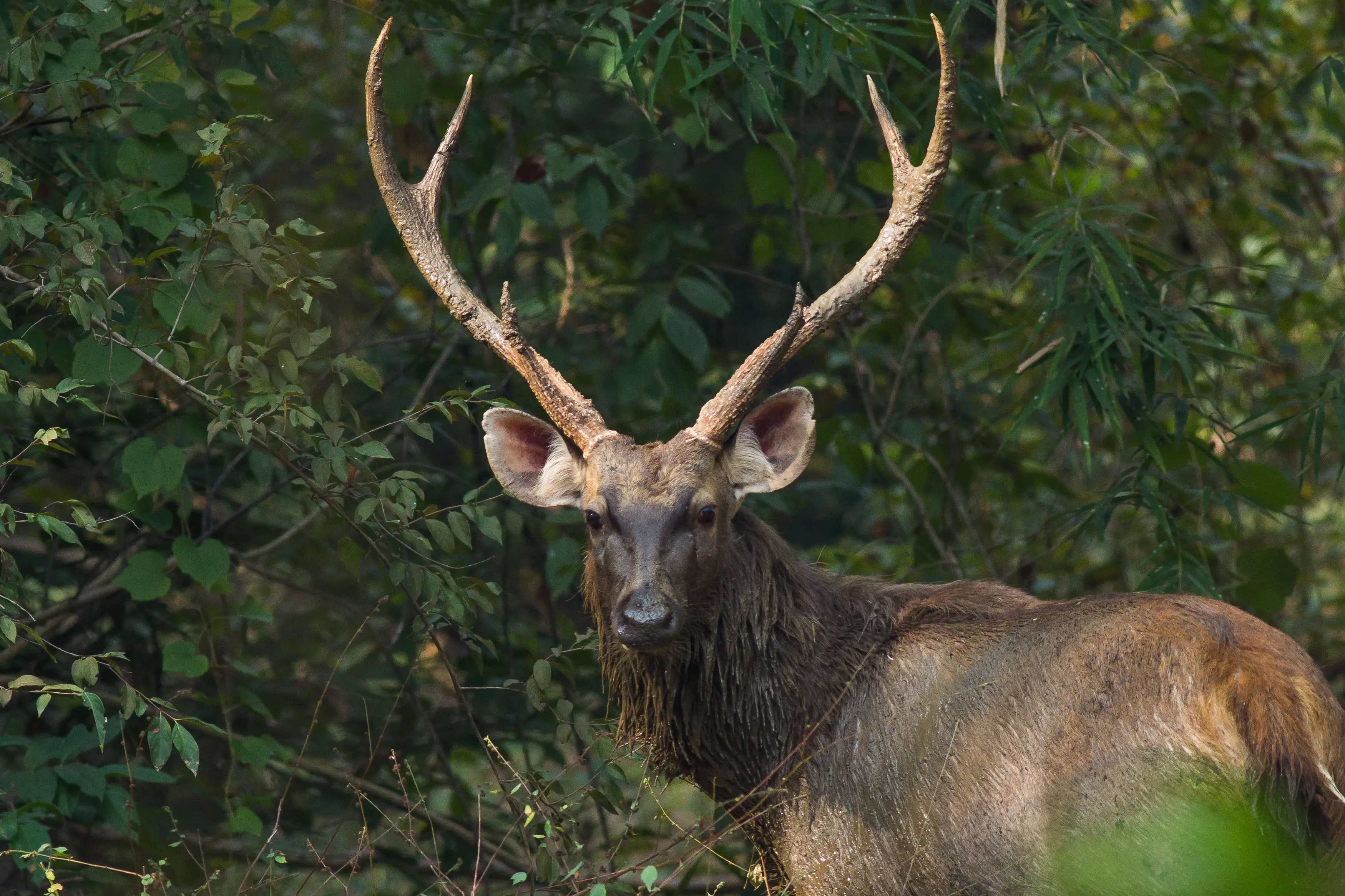 <p>KING OF THE FOREST: Sambar deer are prodigious in bushland and forests in the Alpine Shire and are the main species targeted by deer hunters.</p>\\n