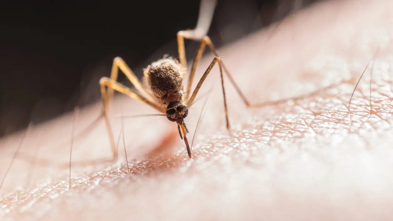 Free vaccines to protect against mosquito borne virus