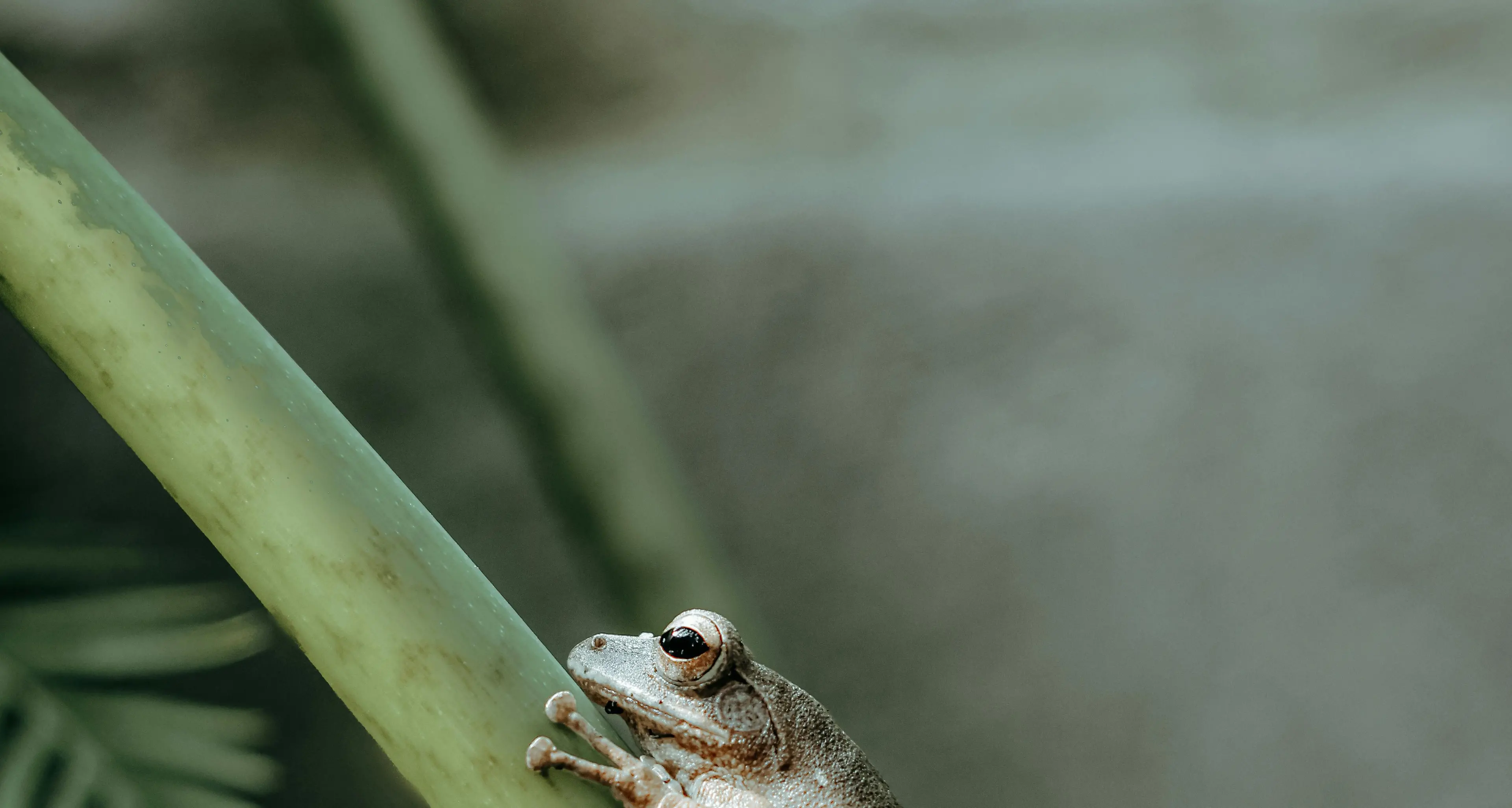 Threatened species and fire recovery revisited with Upper Ovens Valley Landcare Group