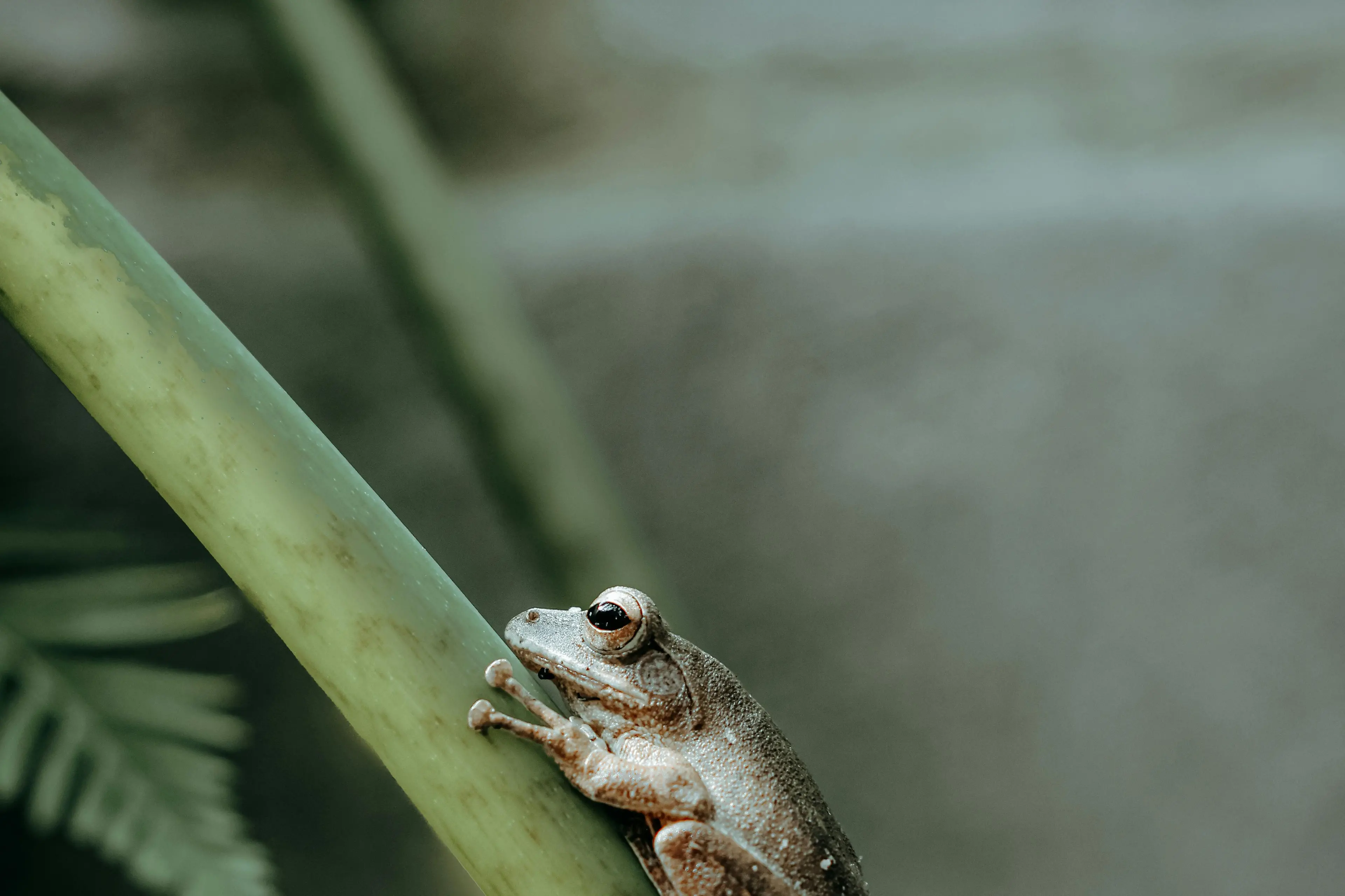 <p>IN THE SPOTLIGHT: Local threatened speciues such as the  Spotted Tree Frog will be discussed this Sunday at Mt Buffalo.</p>\\n