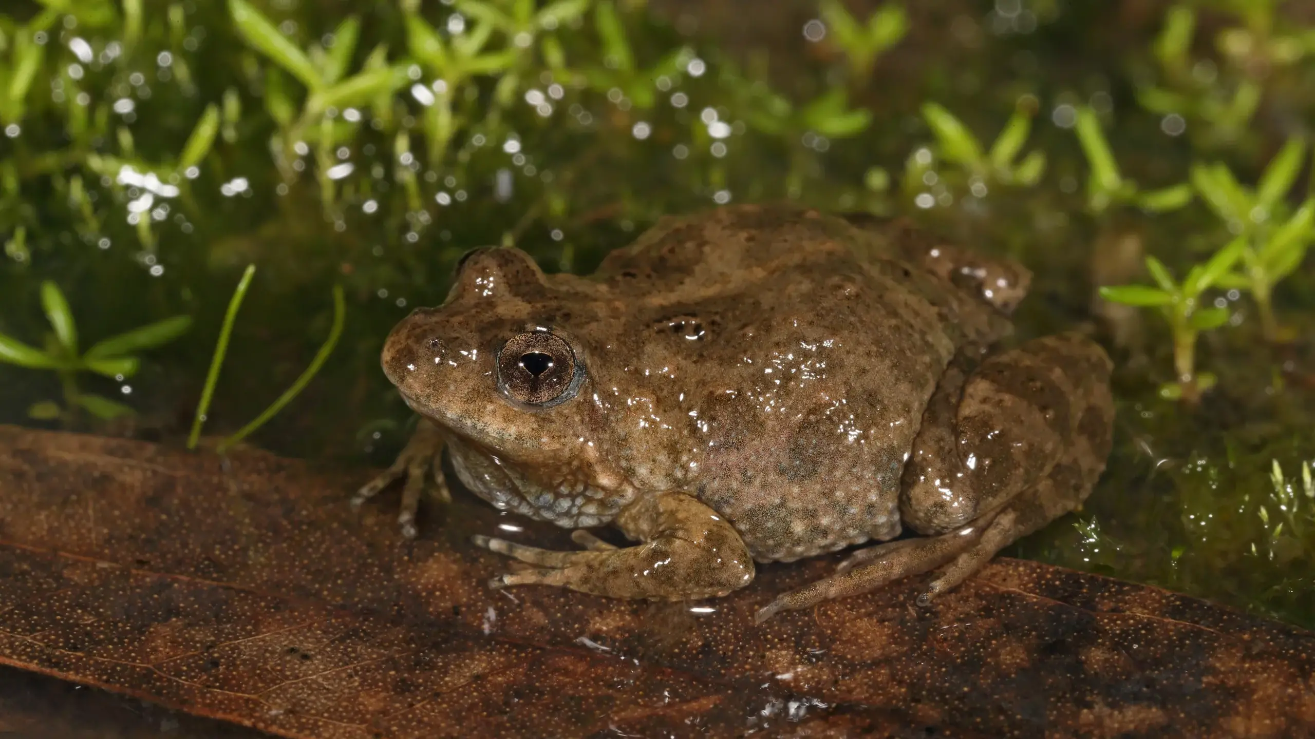 Final decision on Meadow Creek solar pending