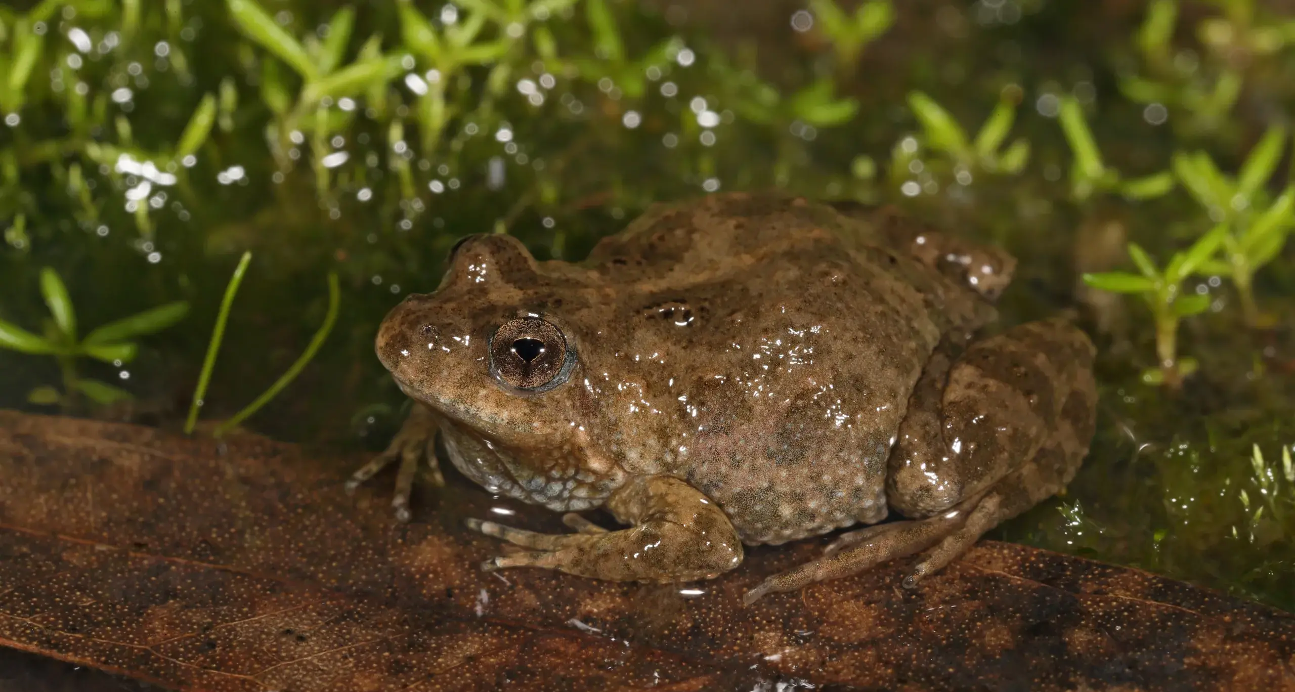 Final decision on Meadow Creek solar pending