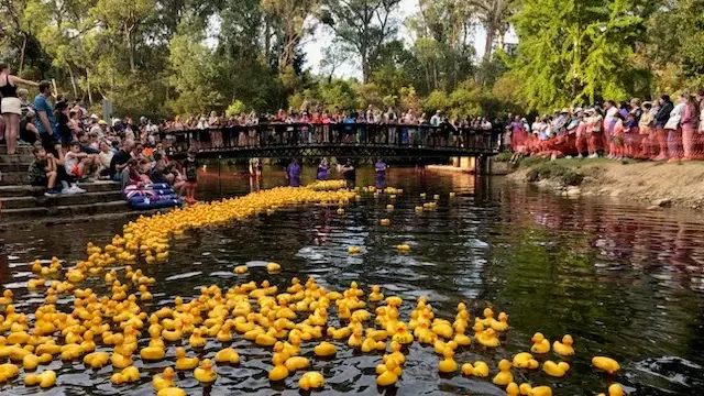 Quacking time had by all