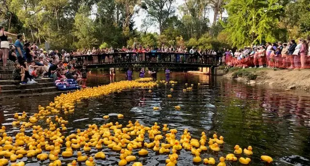 Quacking time had by all
