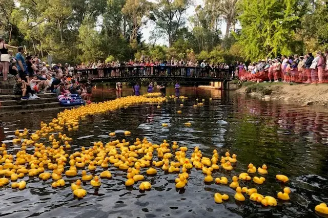 <p>POULTRY PARADE: 1000 ducks bobbed their way down Bright\\'s main waterway during this year\\'s local community fundraiser. PHOTO: Bright SES</p>\\n