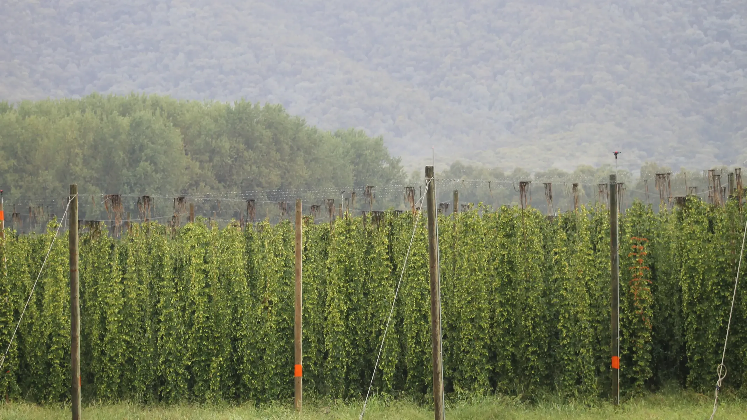 Haze unlikely to affect HPA hops crops this season