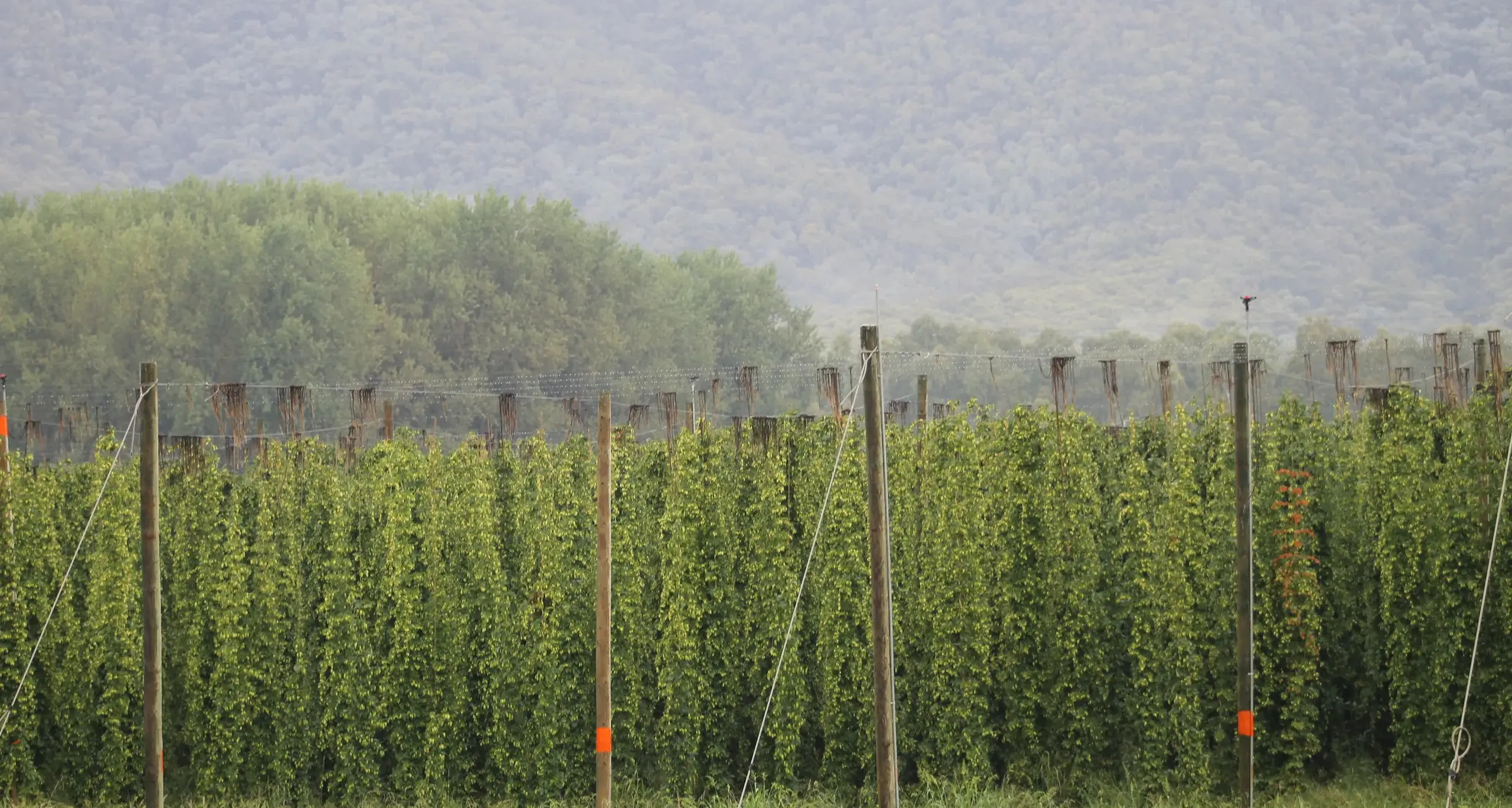 Haze unlikely to affect HPA hops crops this season