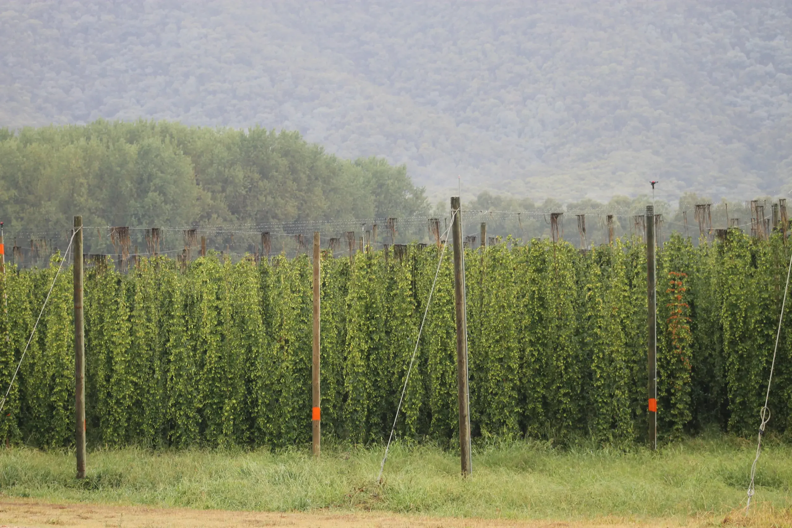 Haze unlikely to affect HPA hops crops this season