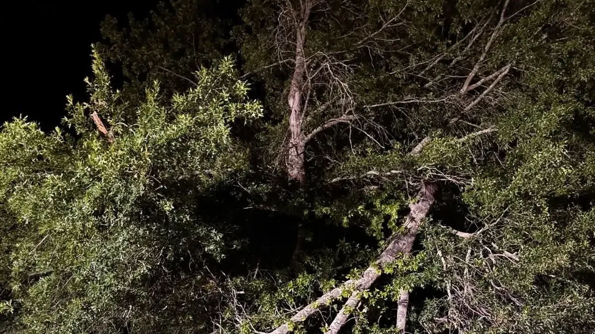 Trees topple in Myrtleford region
