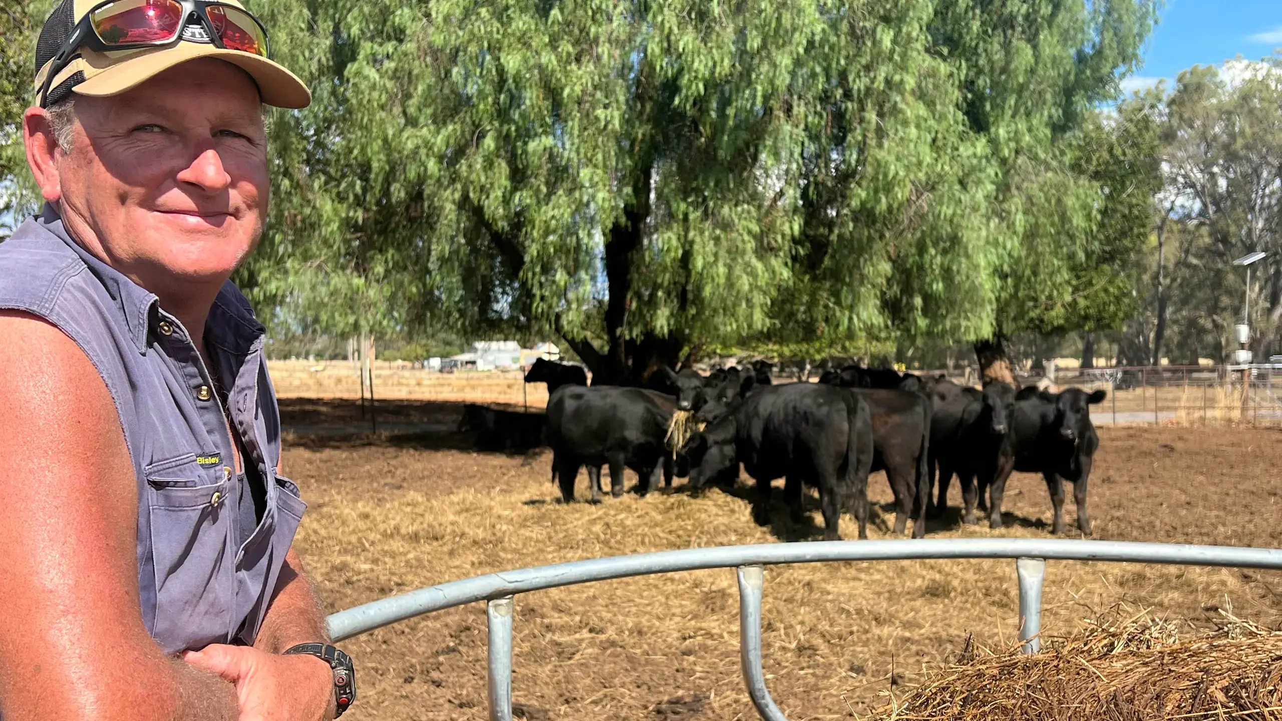 Tim hopeful timely rain will buoy cattle prices at Myrtleford sale