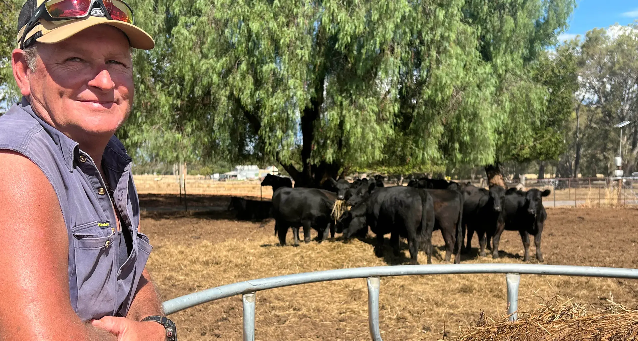 Tim hopeful timely rain will buoy cattle prices at Myrtleford sale