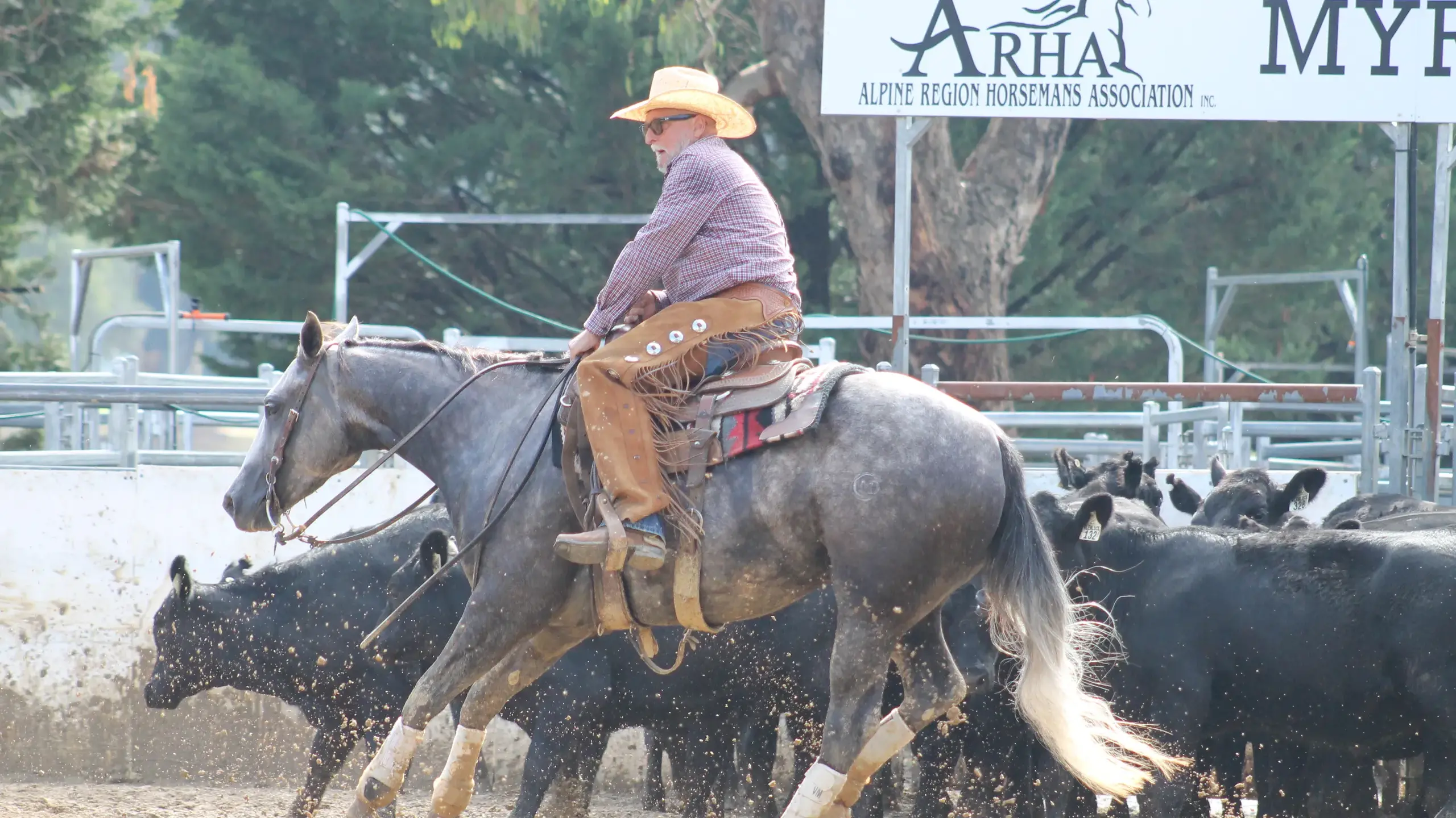 Another awesome cow-cutting event for Myrtleford