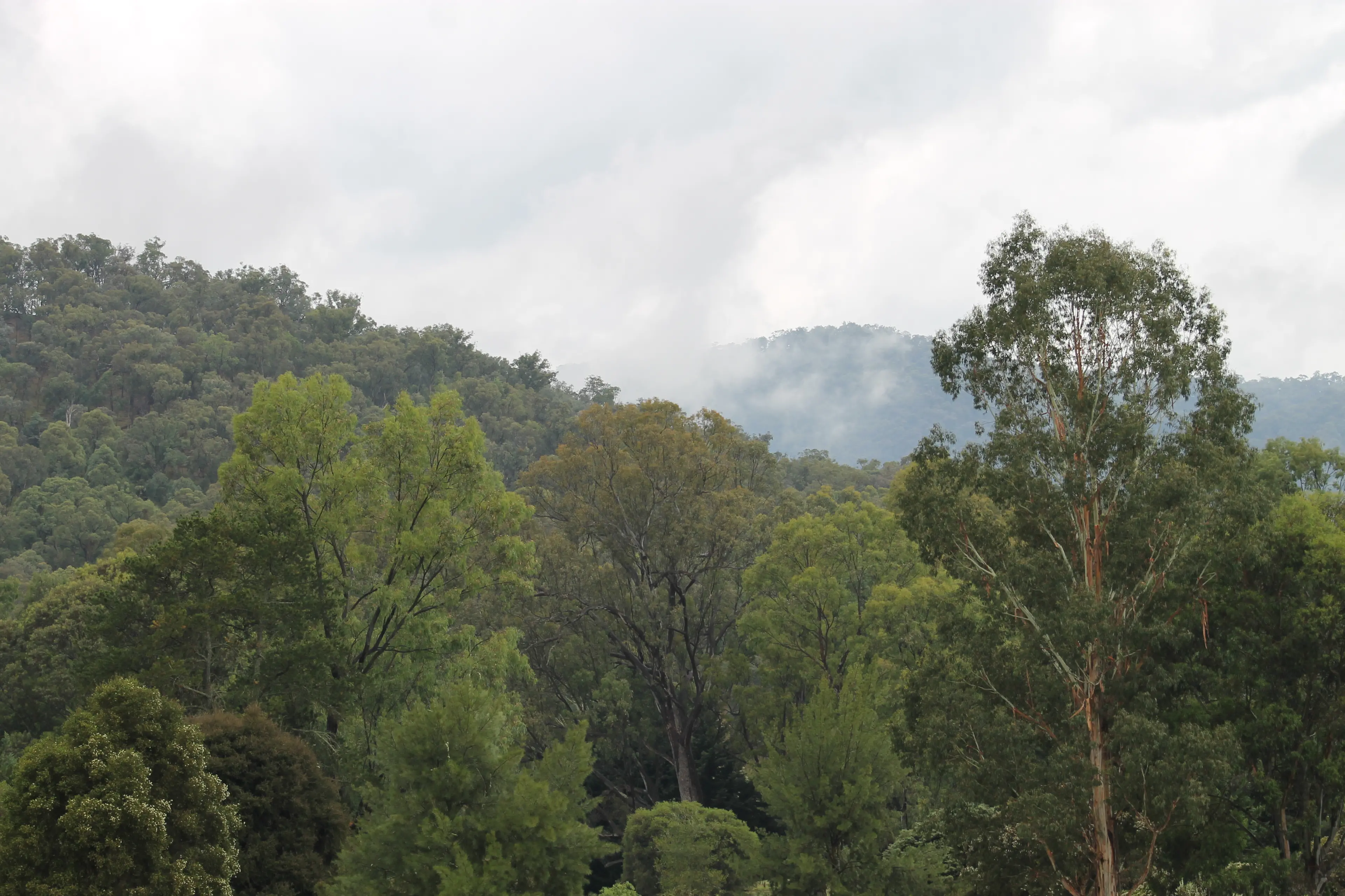 <p>LOCAL LANDCARE APPLICATIONS NOW OPEN: Landcare groups and environmental volunteers are receiving more support to care for nature. PHOTO: Phoebe Morgan.</p>\\n
