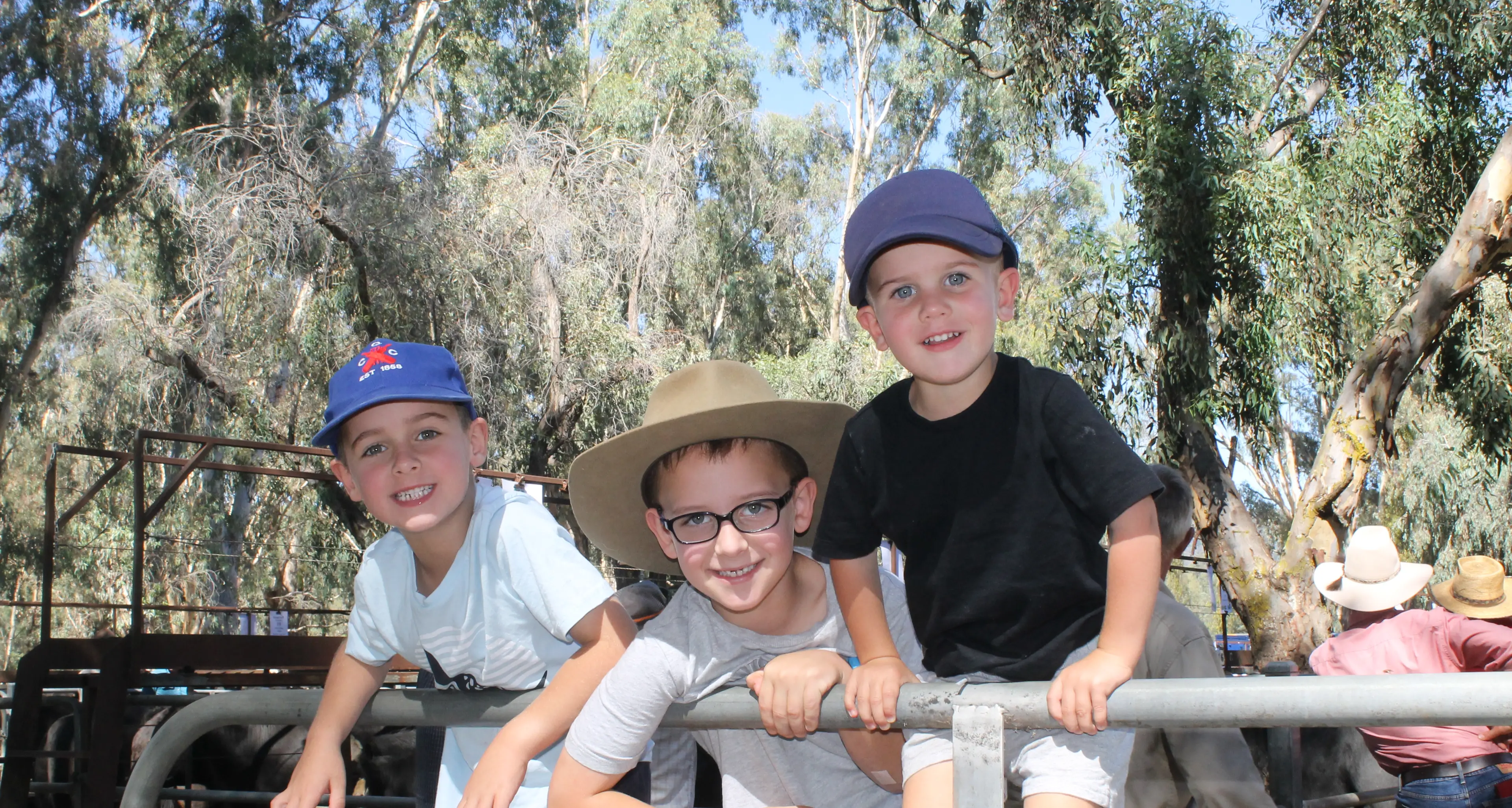 Rain helps drive cattle prices up at Myrtleford markets