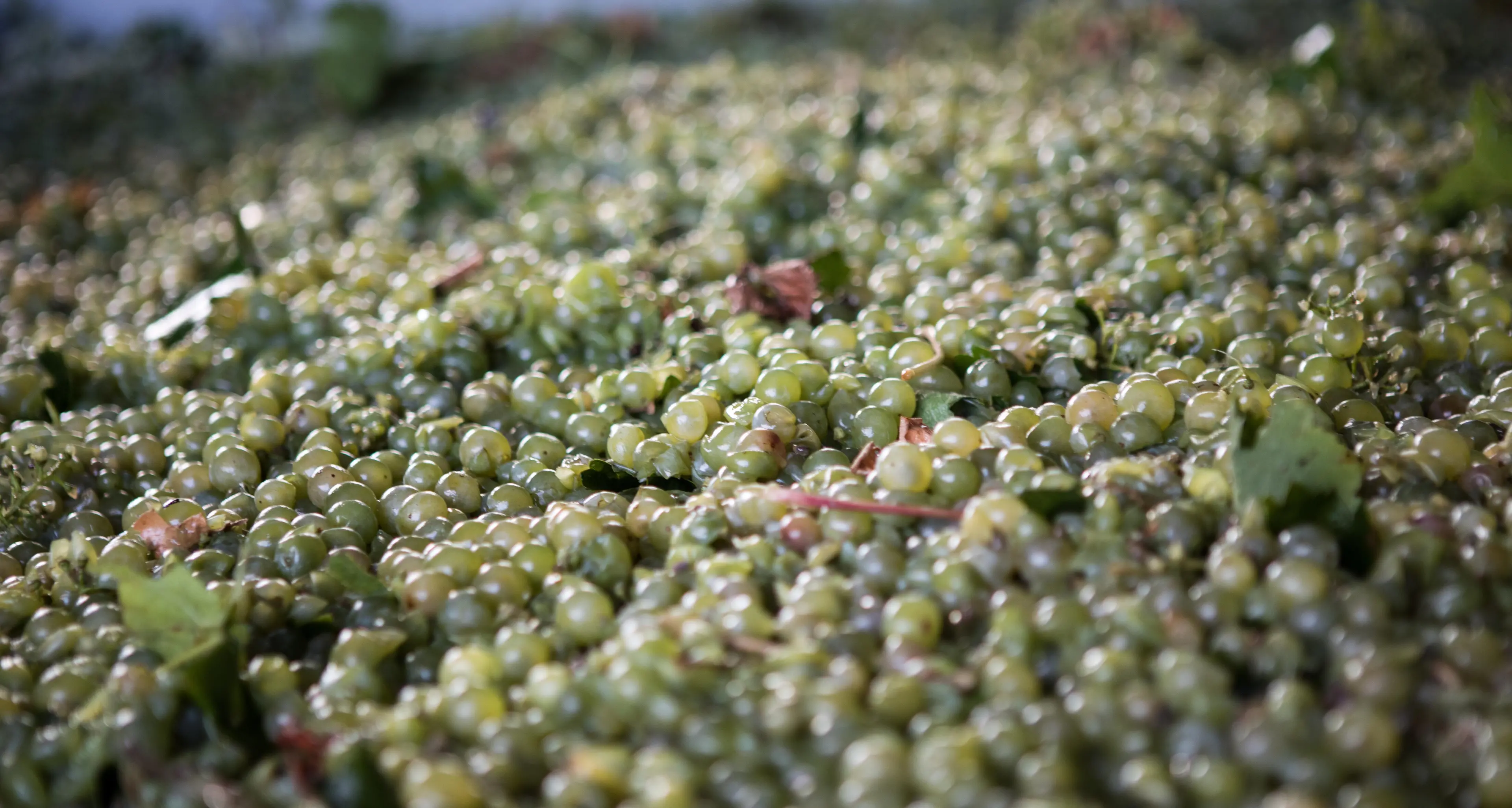 Wine grape harvest promising for Alpine Valleys