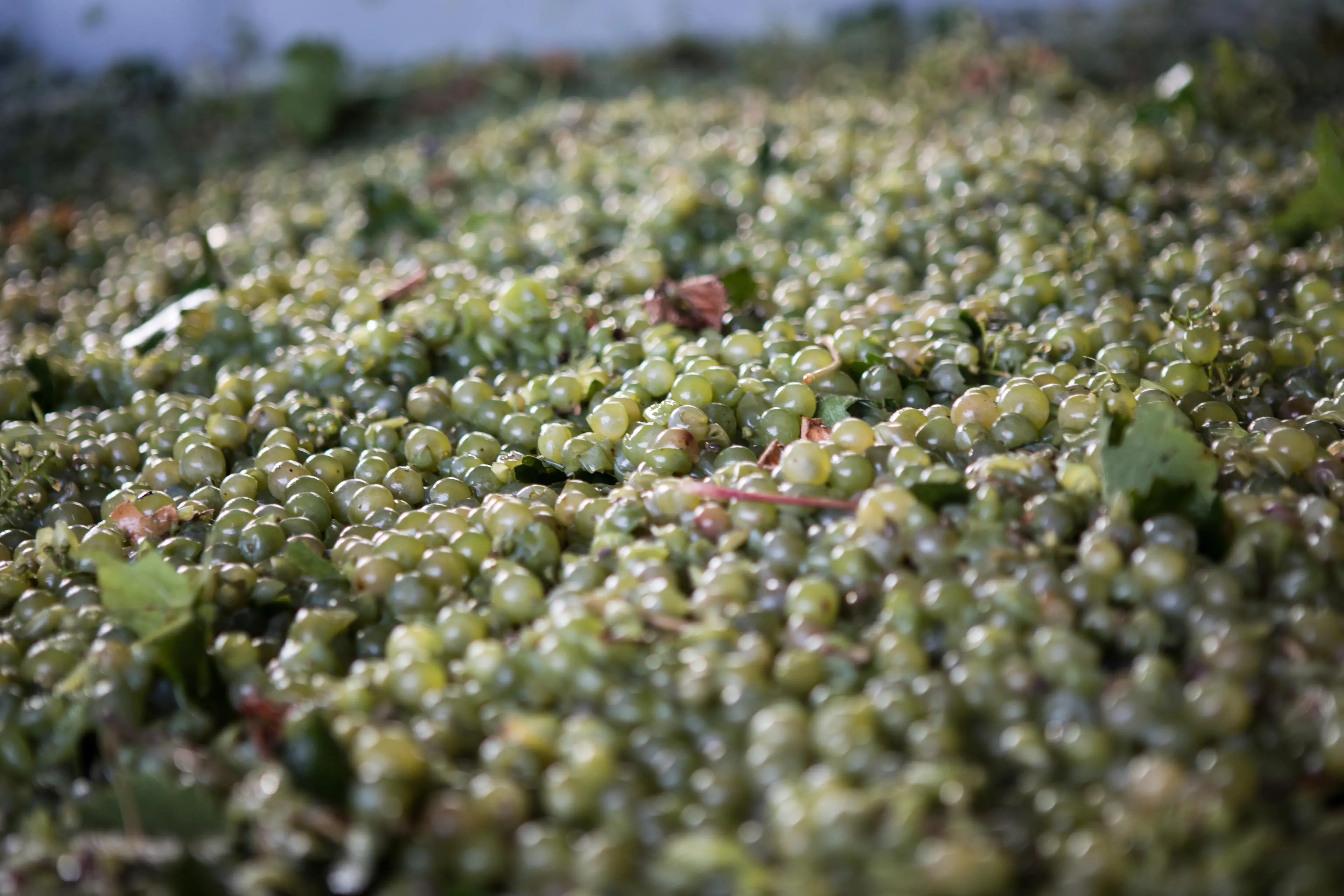 <p>GRAPE DELIGHT: The wine grape harvest is underway in the Alpine Valleys, with reports of average yields and excellent quality. PHOTO: Marc Bongers</p>\\n