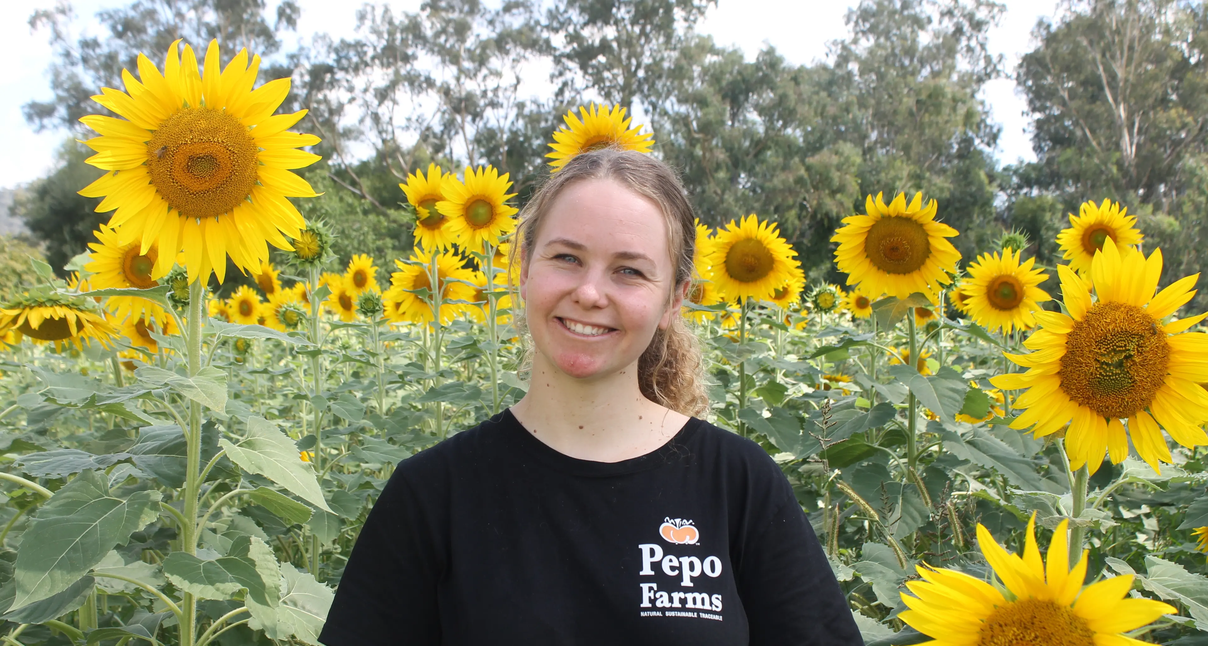 Sunflowers steal the show on the Great Alpine Road