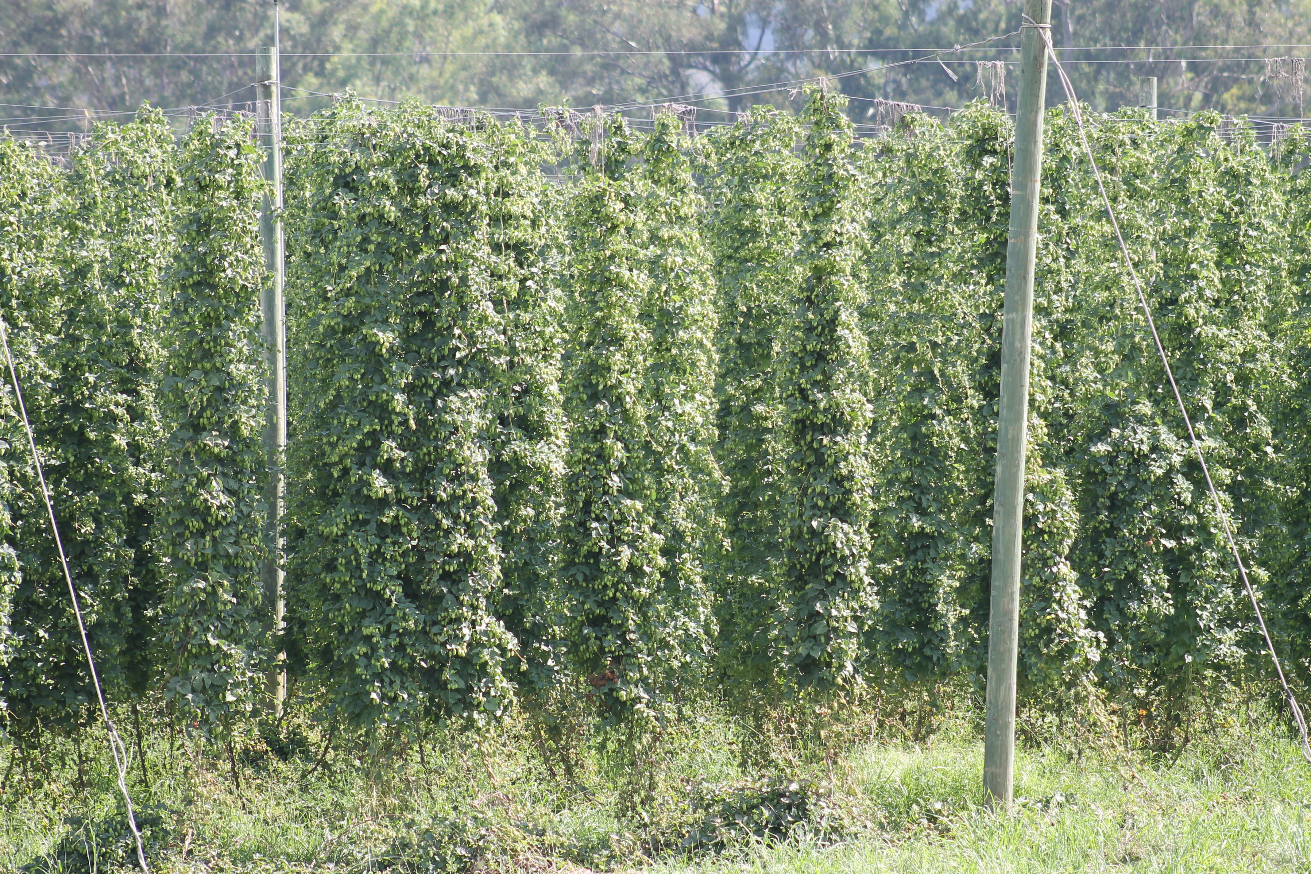Hops being harvested across Alpine Shire