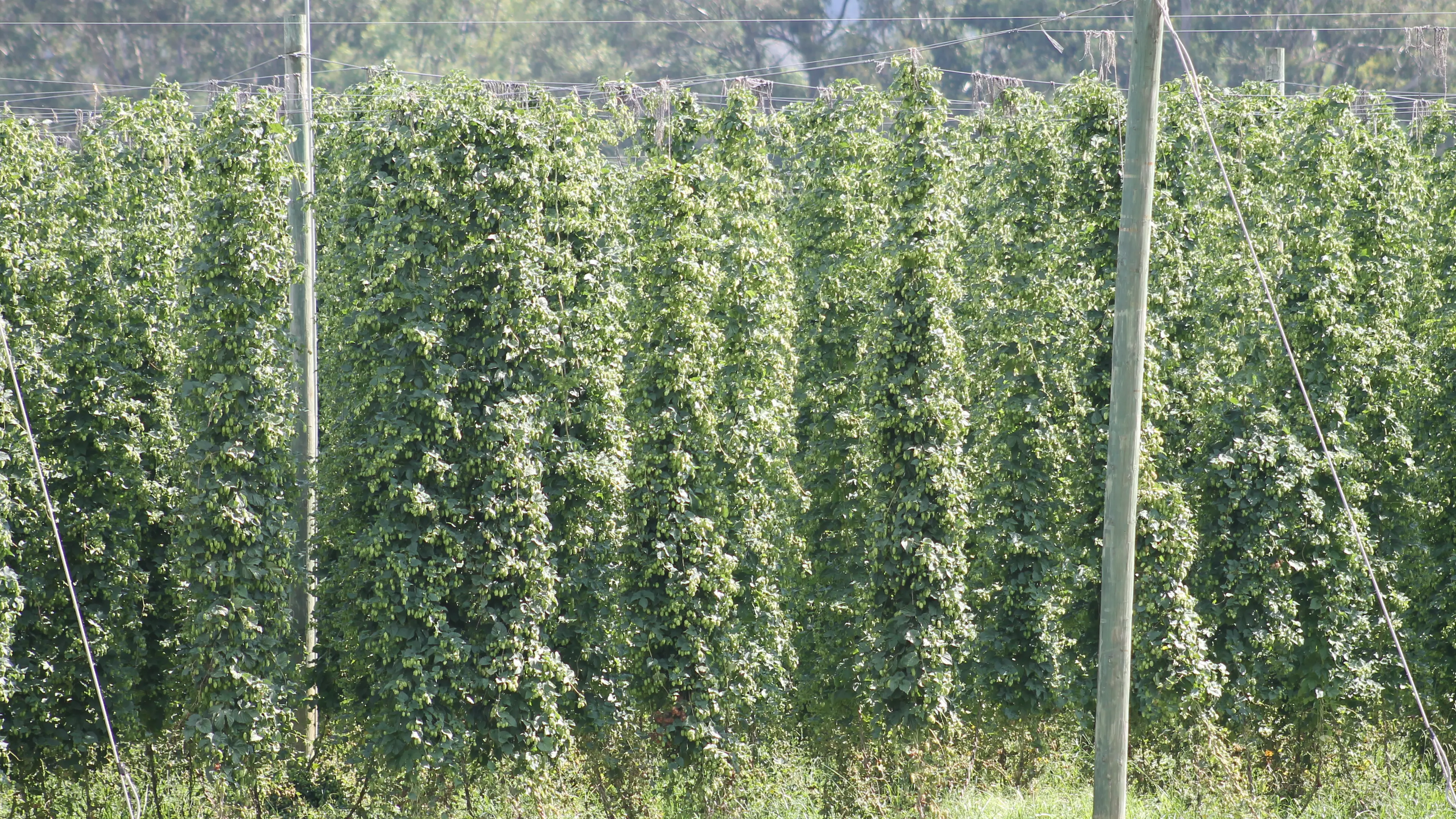 Hops being harvested across Alpine Shire