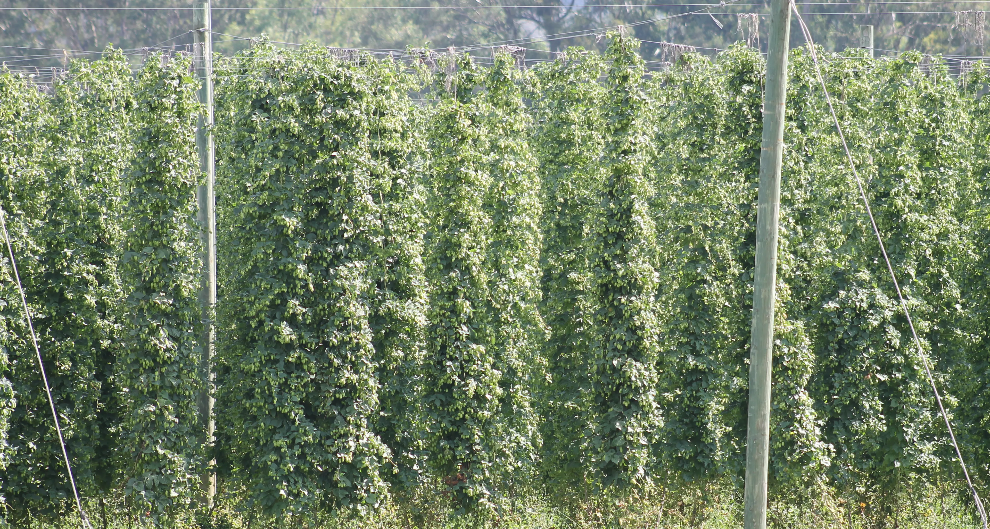Hops being harvested across Alpine Shire
