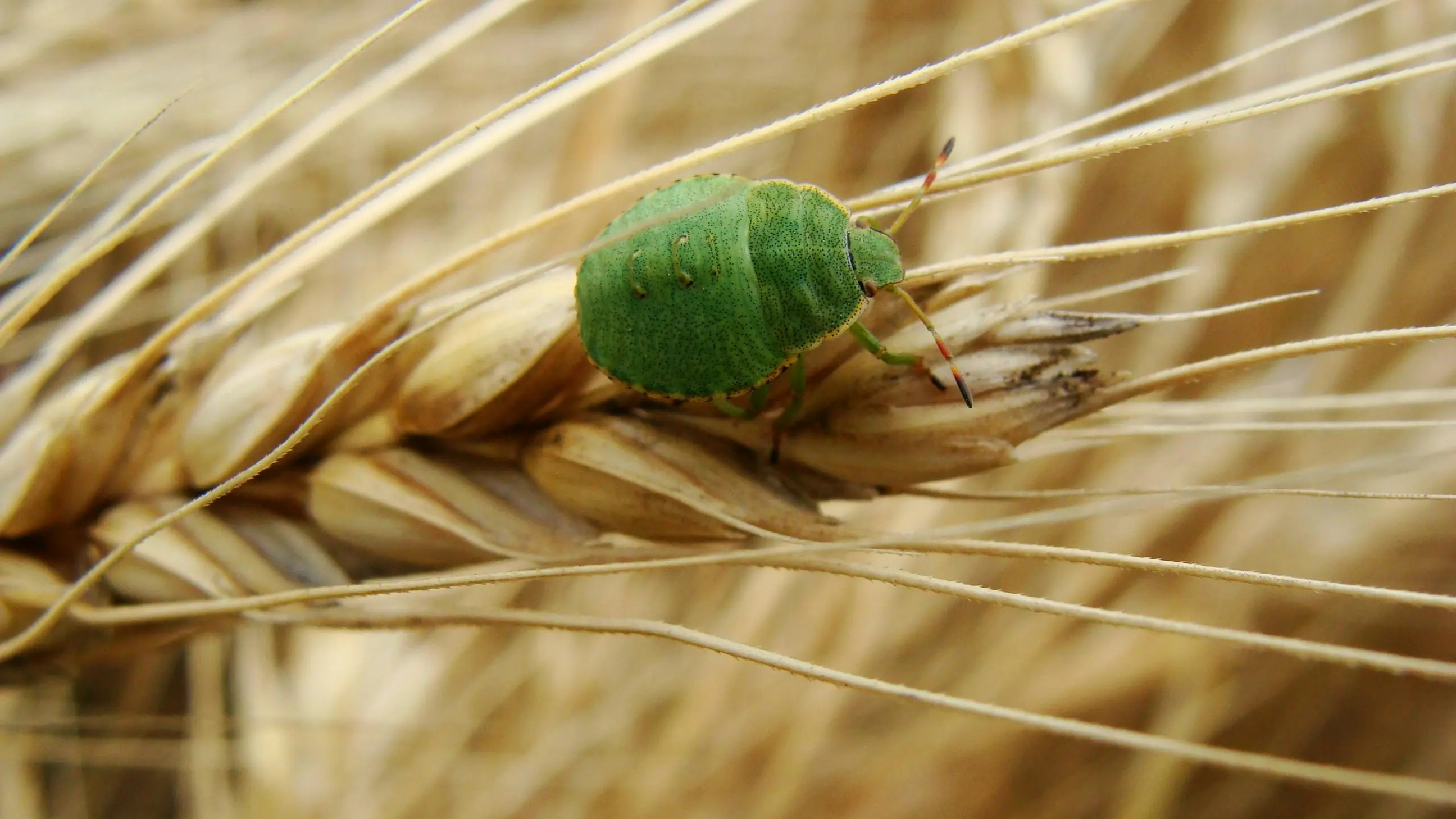 Help kick pests out with new grants now open