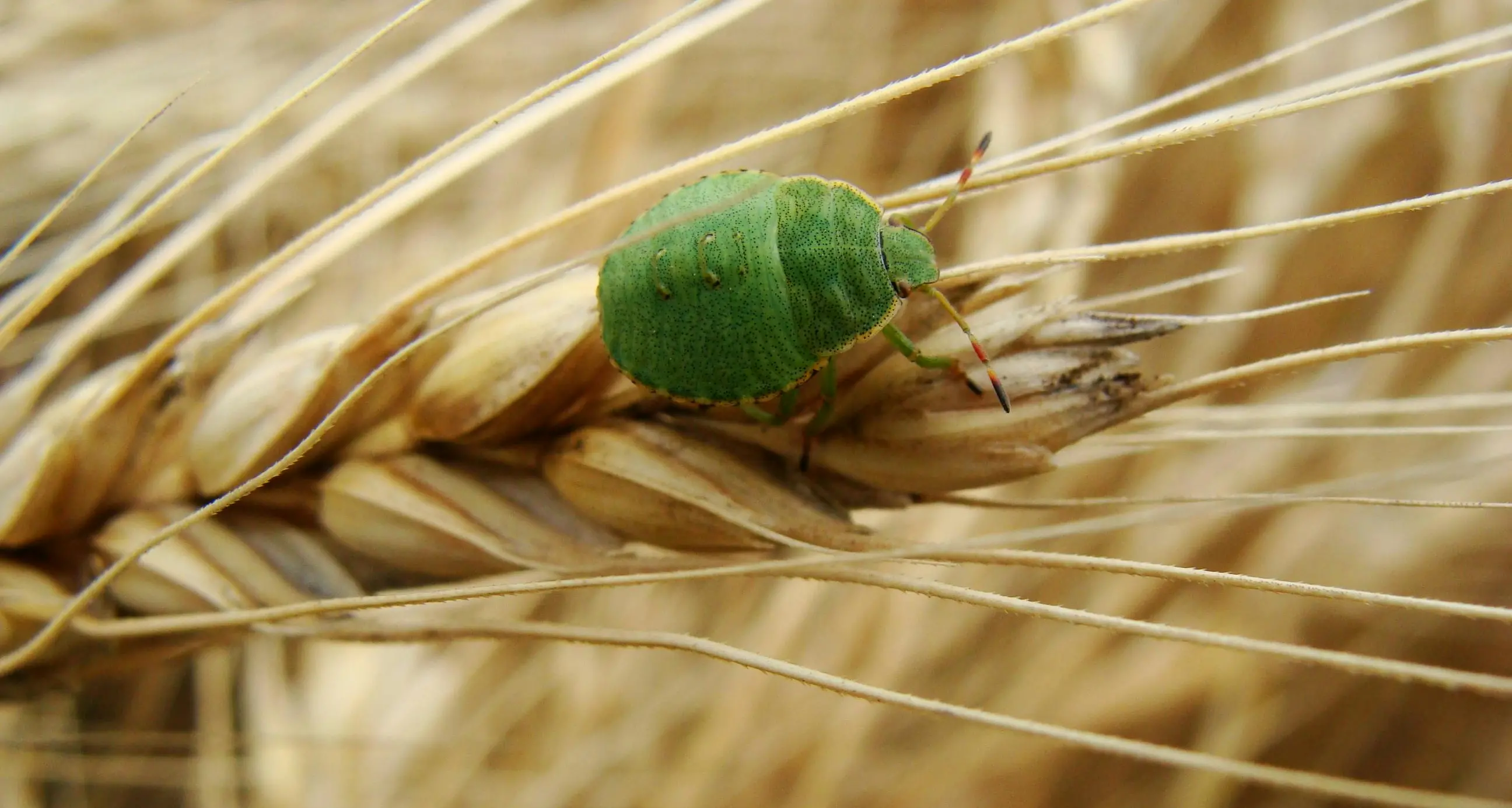 Help kick pests out with new grants now open