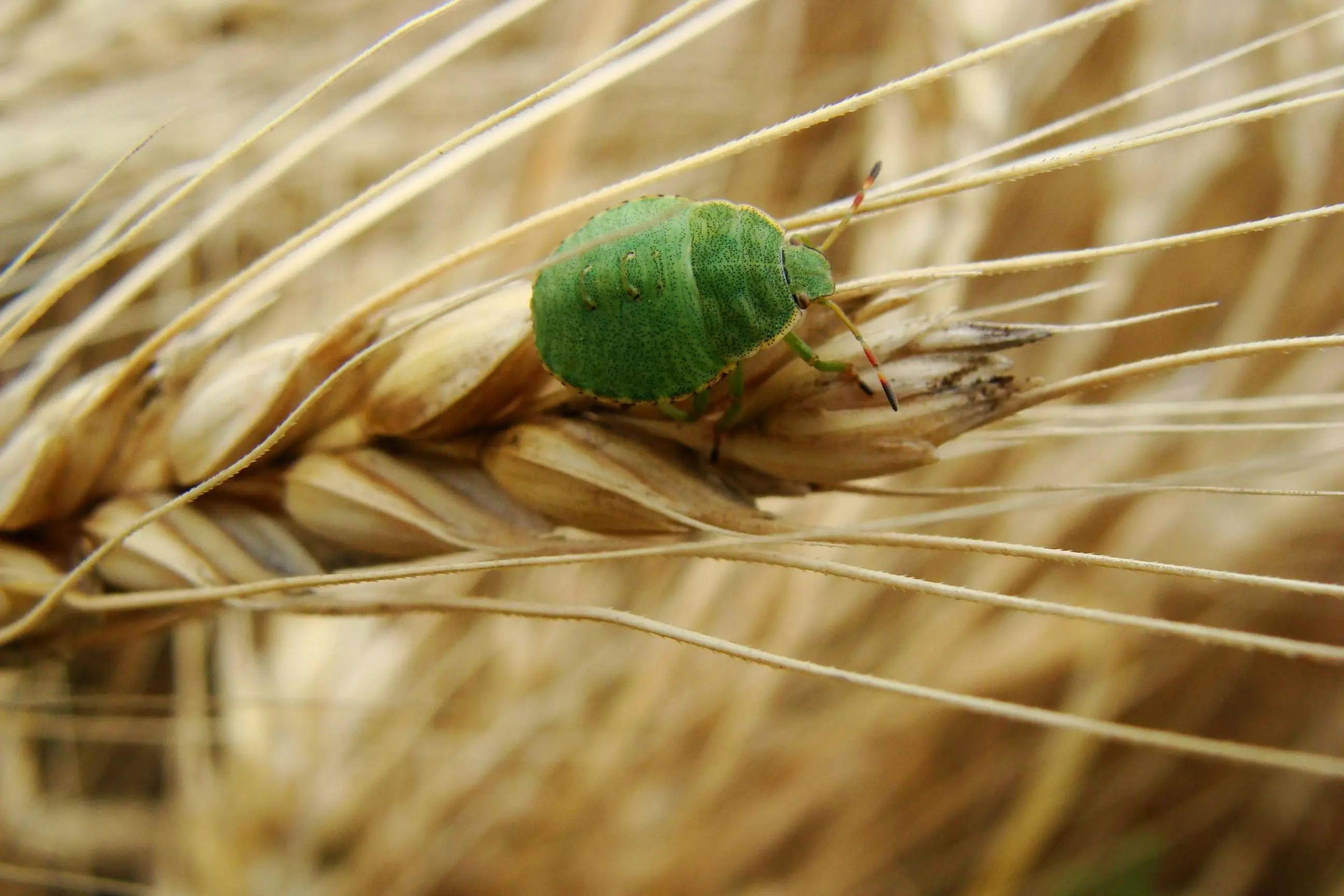 <p>Partnerships Against Pests to combat potential crop crisis. PHOTO: Olha Shuliak.</p>\\n