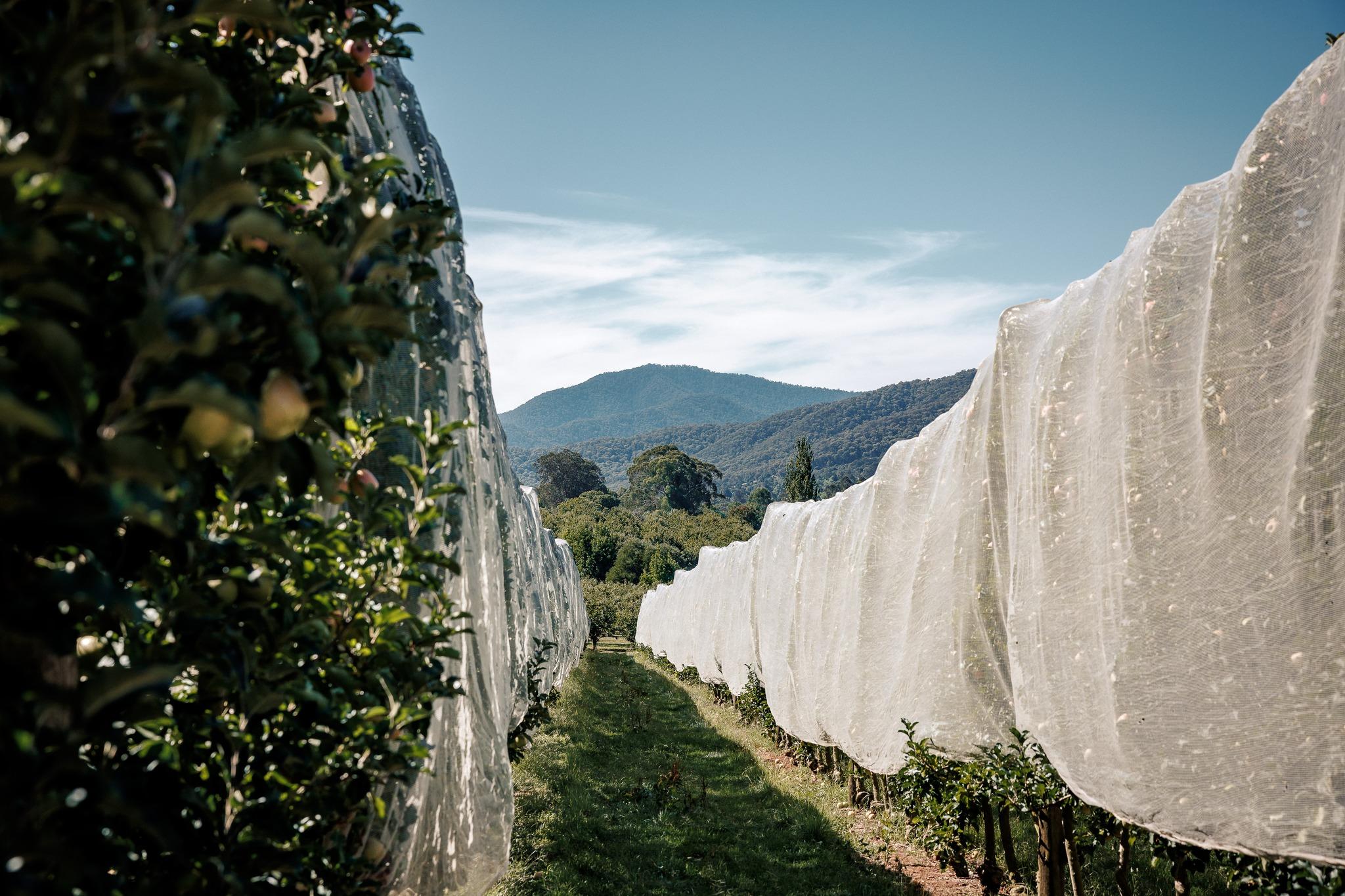 Strategy to protect and guide rural land use in Alpine Shire