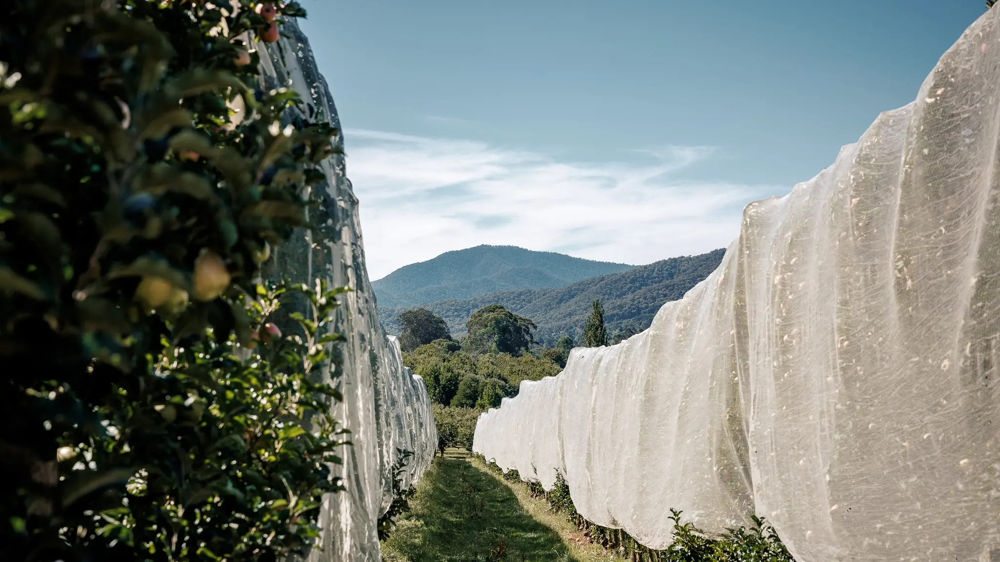 Strategy to protect and guide rural land use in Alpine Shire