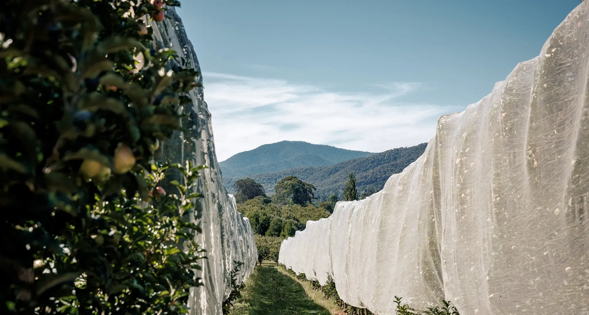 Strategy to protect and guide rural land use in Alpine Shire