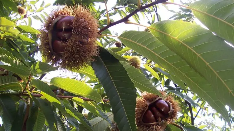 Chestnut season is officially underway