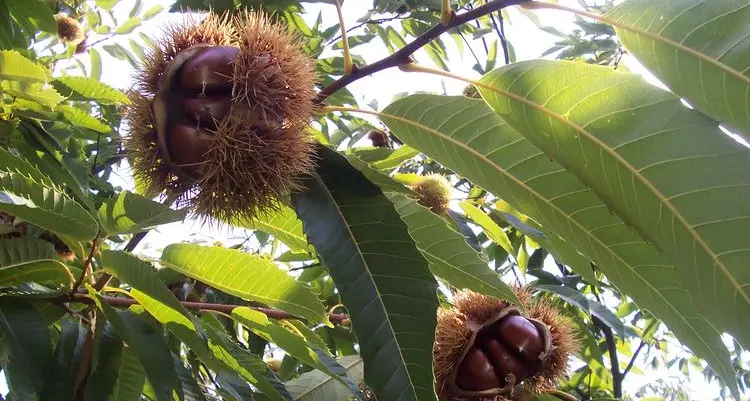 Chestnut season is officially underway