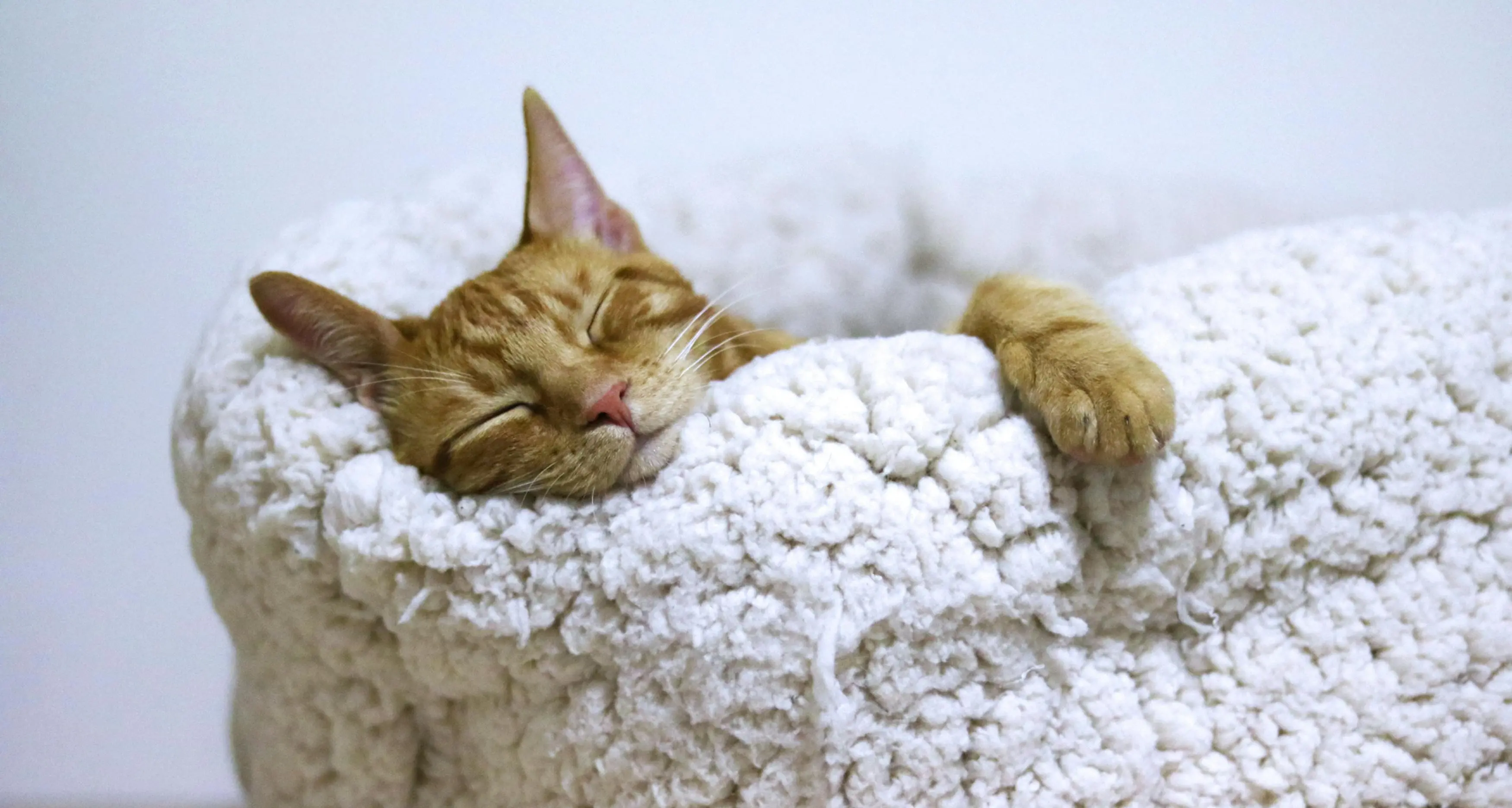 Pet registrations due this Friday