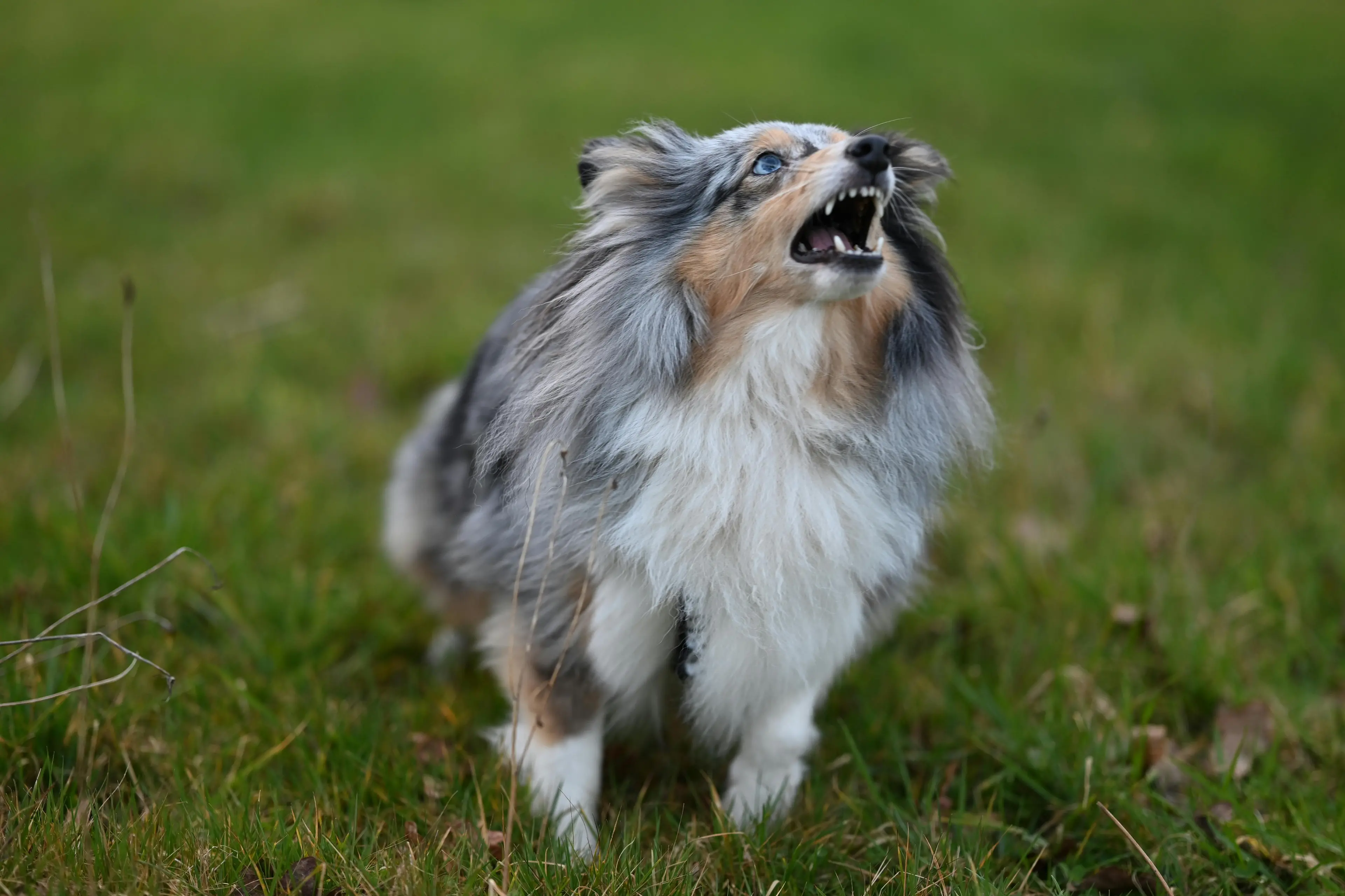 <p>CANINE OWNERSHIP OUTLINE: Council\\'s draft Dog Incident Policy to clearly define local laws officers\\' approach after dog attacks and related incidents. PHOTO: Jaclou Dl</p>\\n