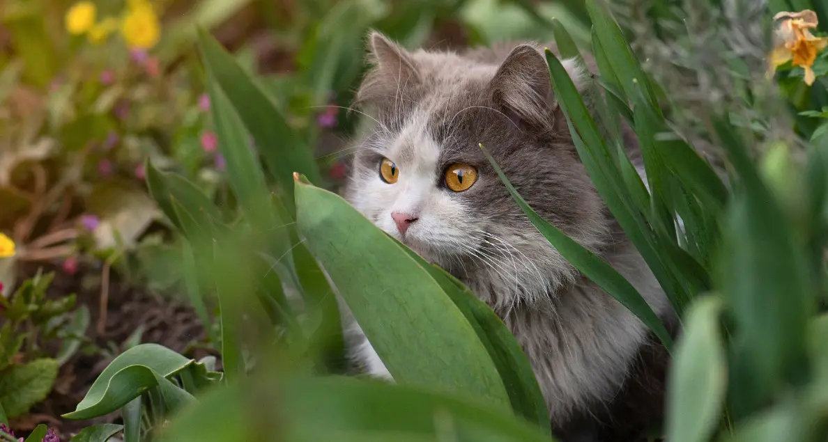 Cat curfew proposed for Alpine Shire