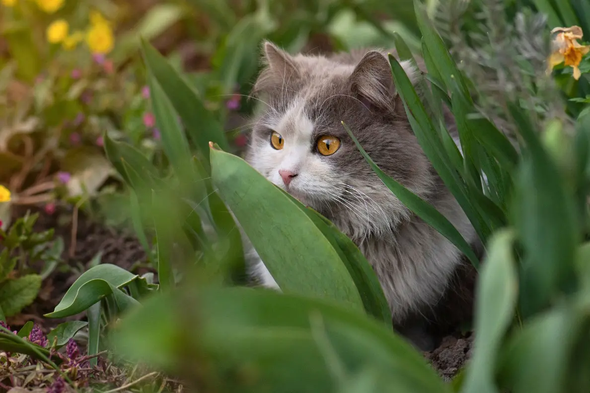 <p>NO FREE ROAMING: A 24 hour curfew would make it an offence for a pet cat to stray from home.</p>\\n