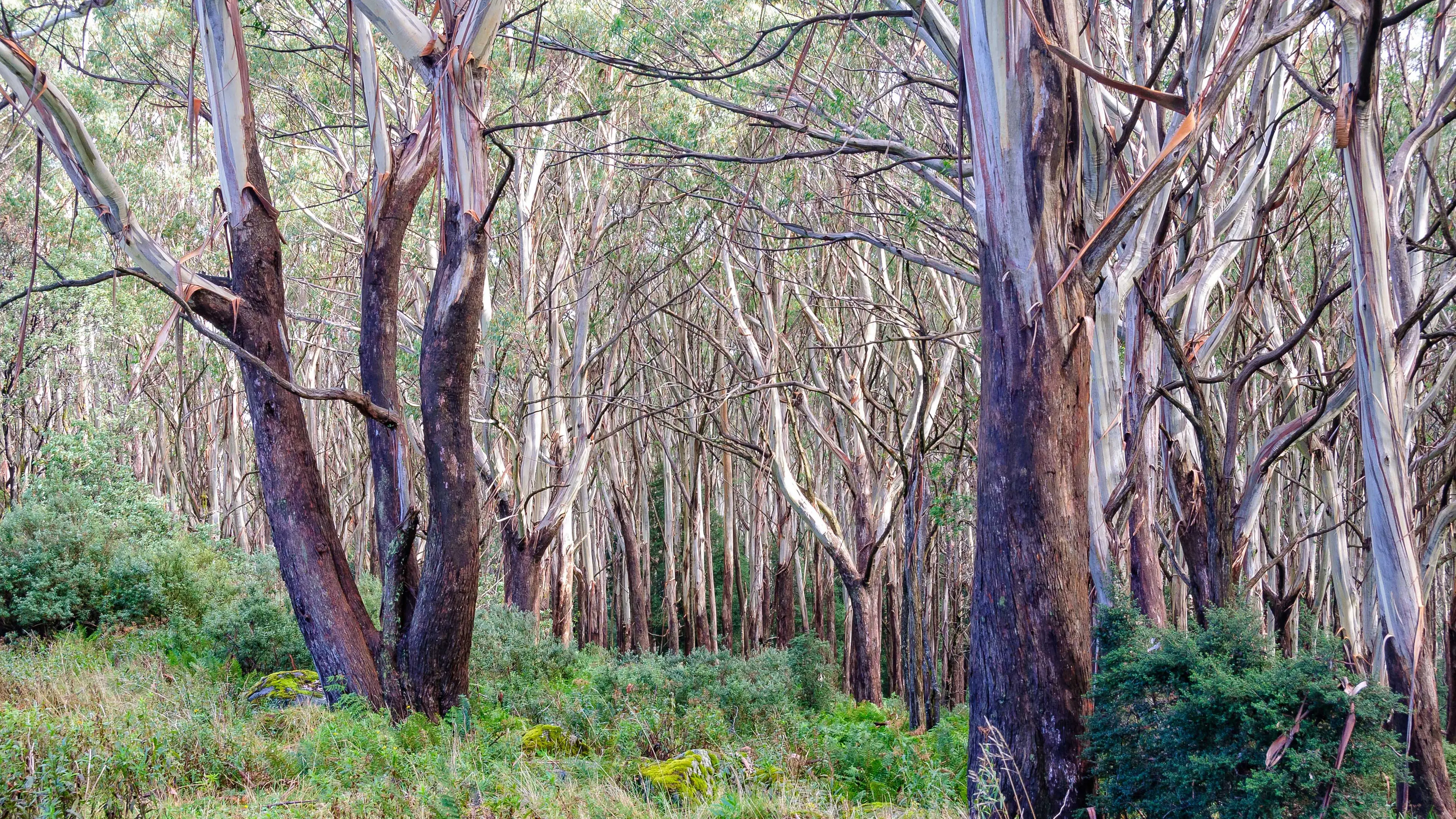 Alpine Ash endangered listing is under fire