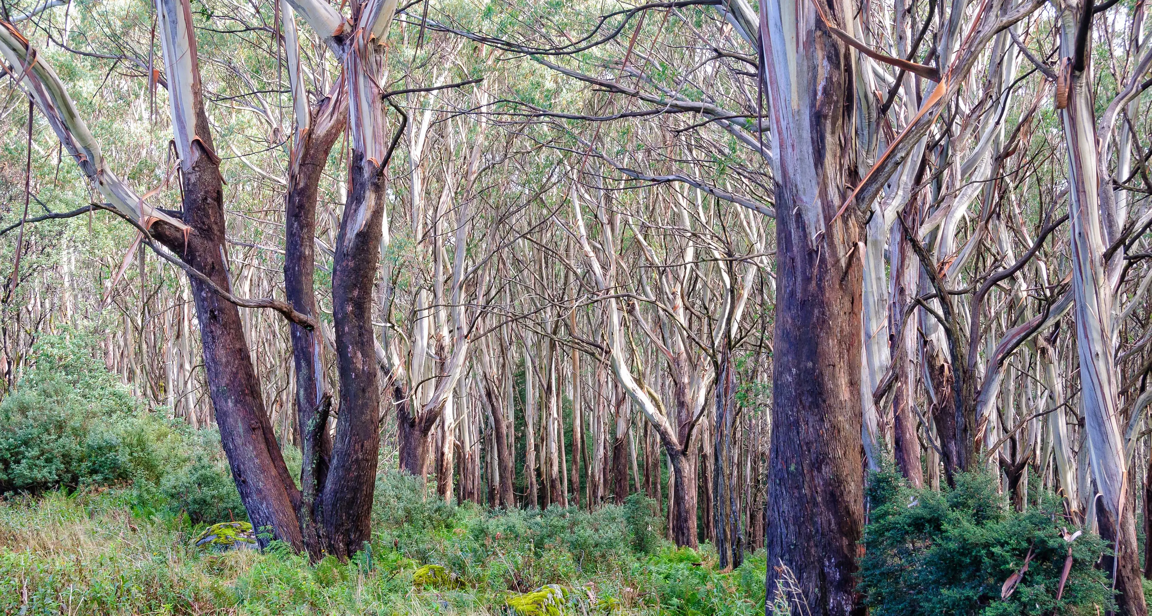 Alpine Ash endangered listing is under fire