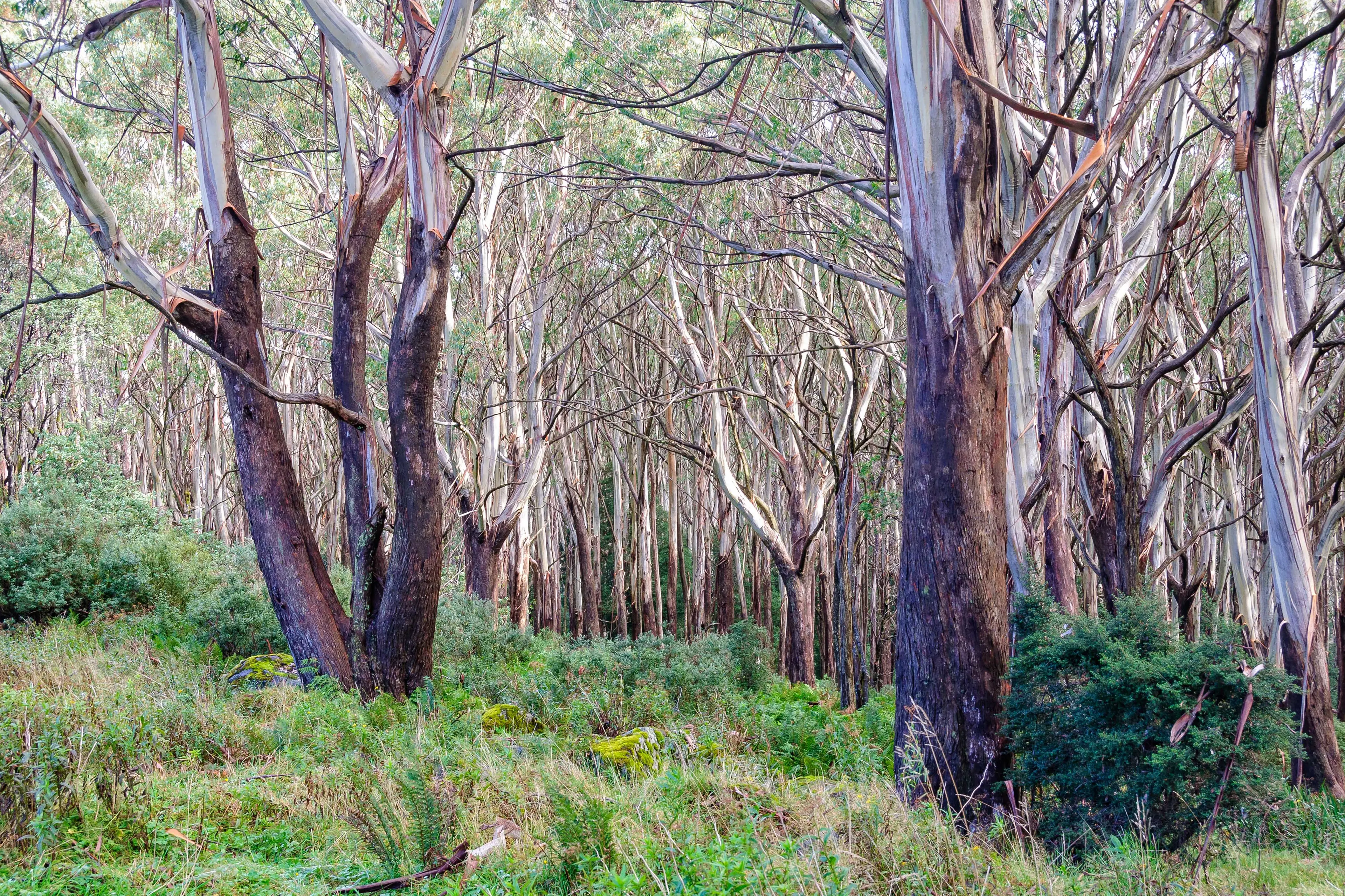 <p>PROTECTION: The federal government says an \\'endangered\\' listing will help protect Alpine Ash forests, but others fear it will make the forests more susceptible to intense fires. PHOTO: Shutterstock</p>\\n