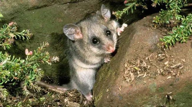 Predators on the peaks: saving the Mountain Pygmy Possum